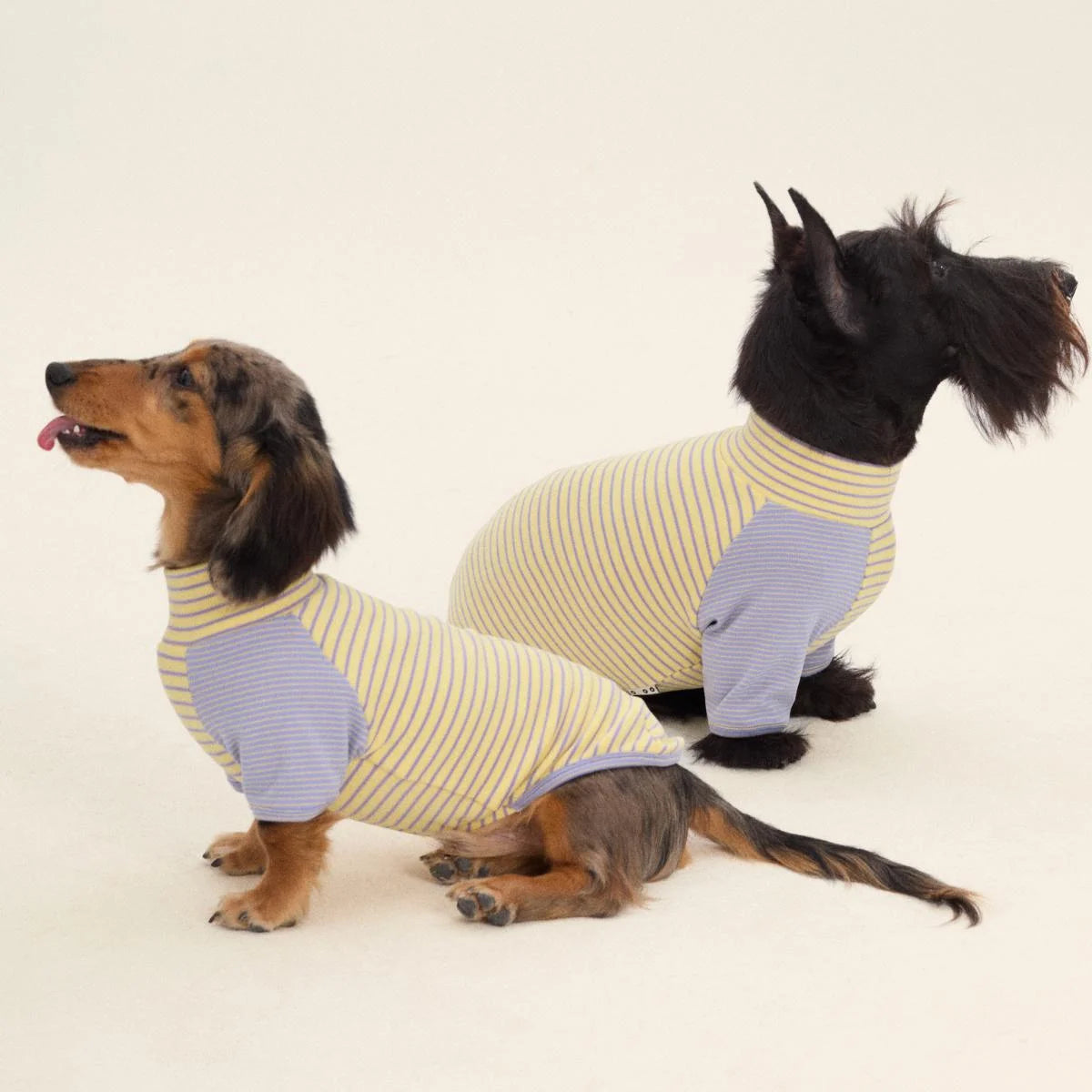 Dralon Striped Bottoming Shirt for Dachshund