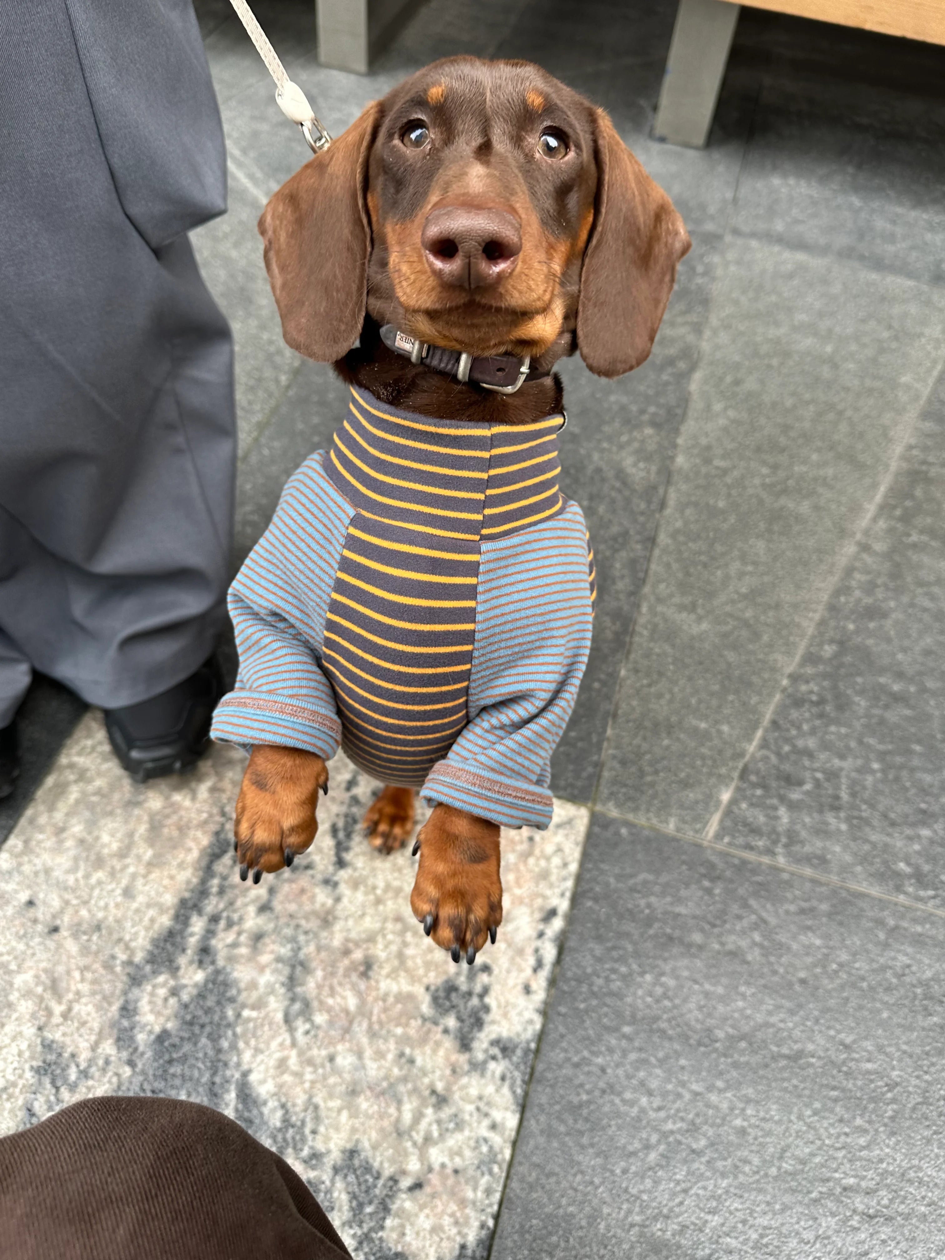 Dralon Striped Bottoming Shirt for Dachshund - Customer review