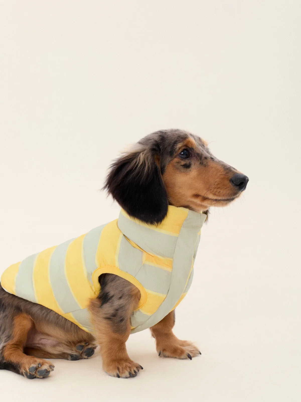 Jackets for Dachshund