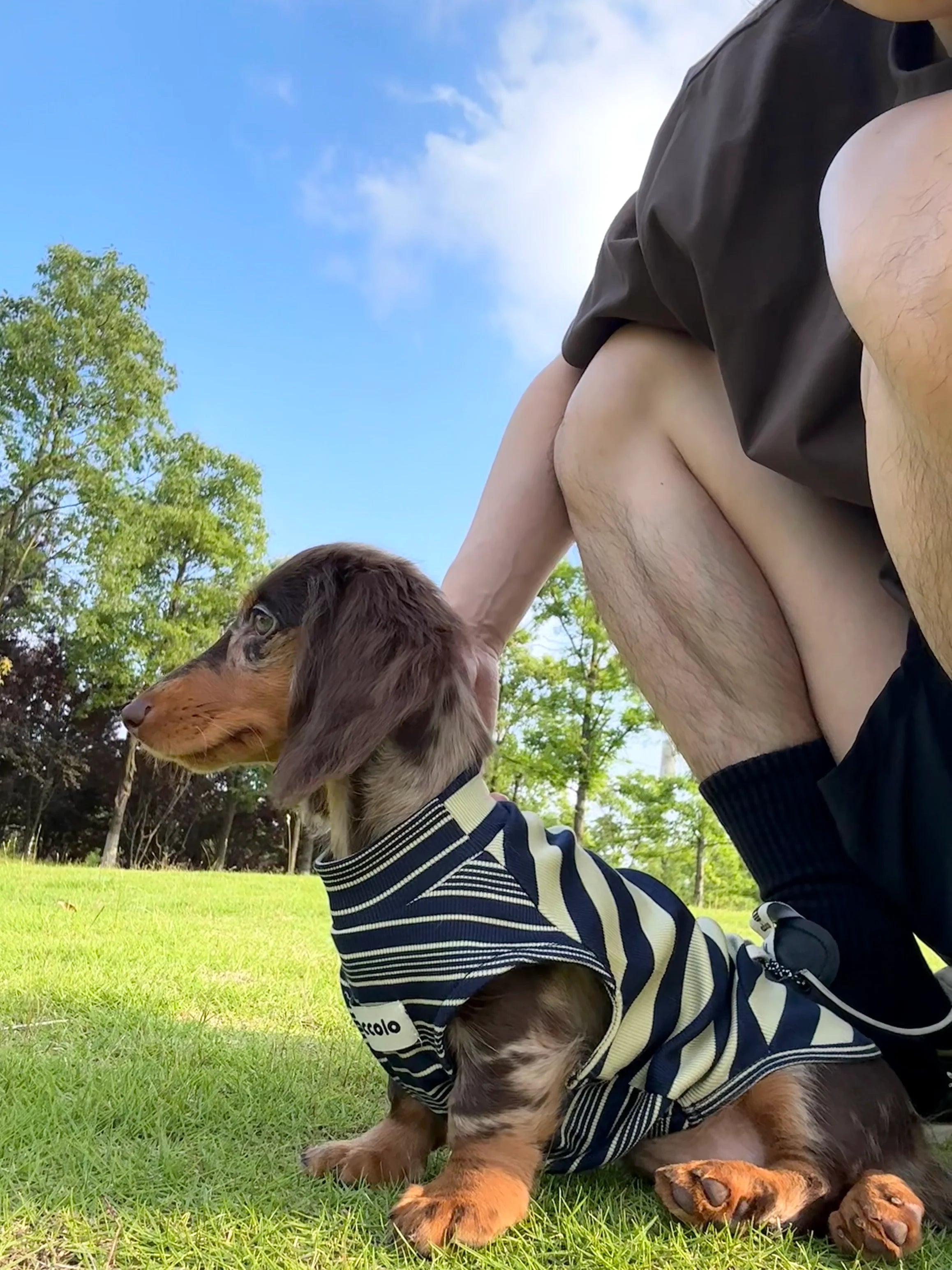 Lyocell Striped Tank Top for Dachshunds - Customer review