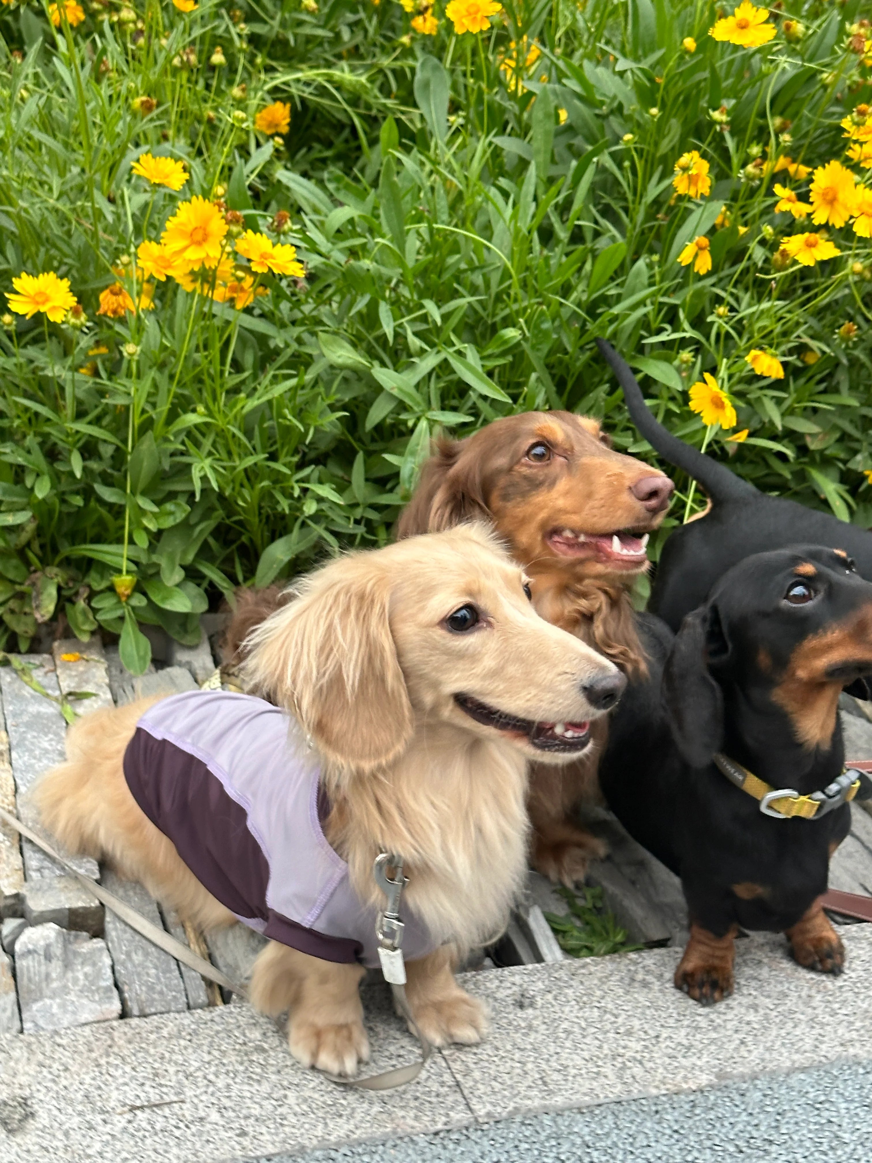 Purple Quick-drying Tank Tops for Dachshund - Customer review