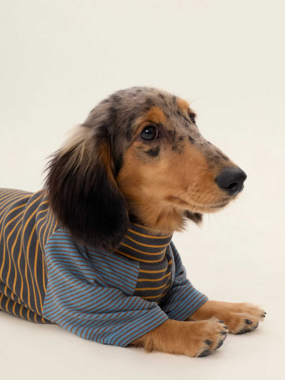 Shirts for Dachshund