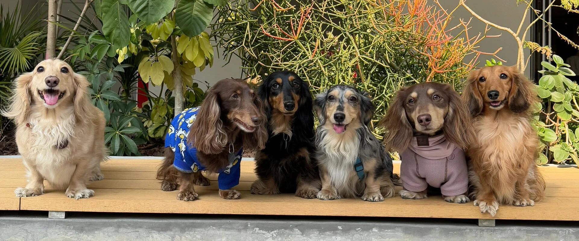 WIENERD - Things for Dachshunds