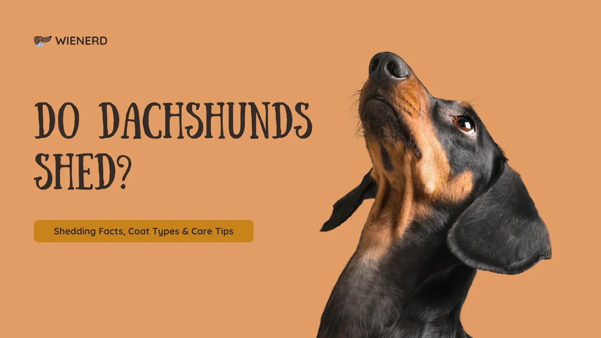 Do Dachshunds Shed? A Complete Guide for Dog Lovers