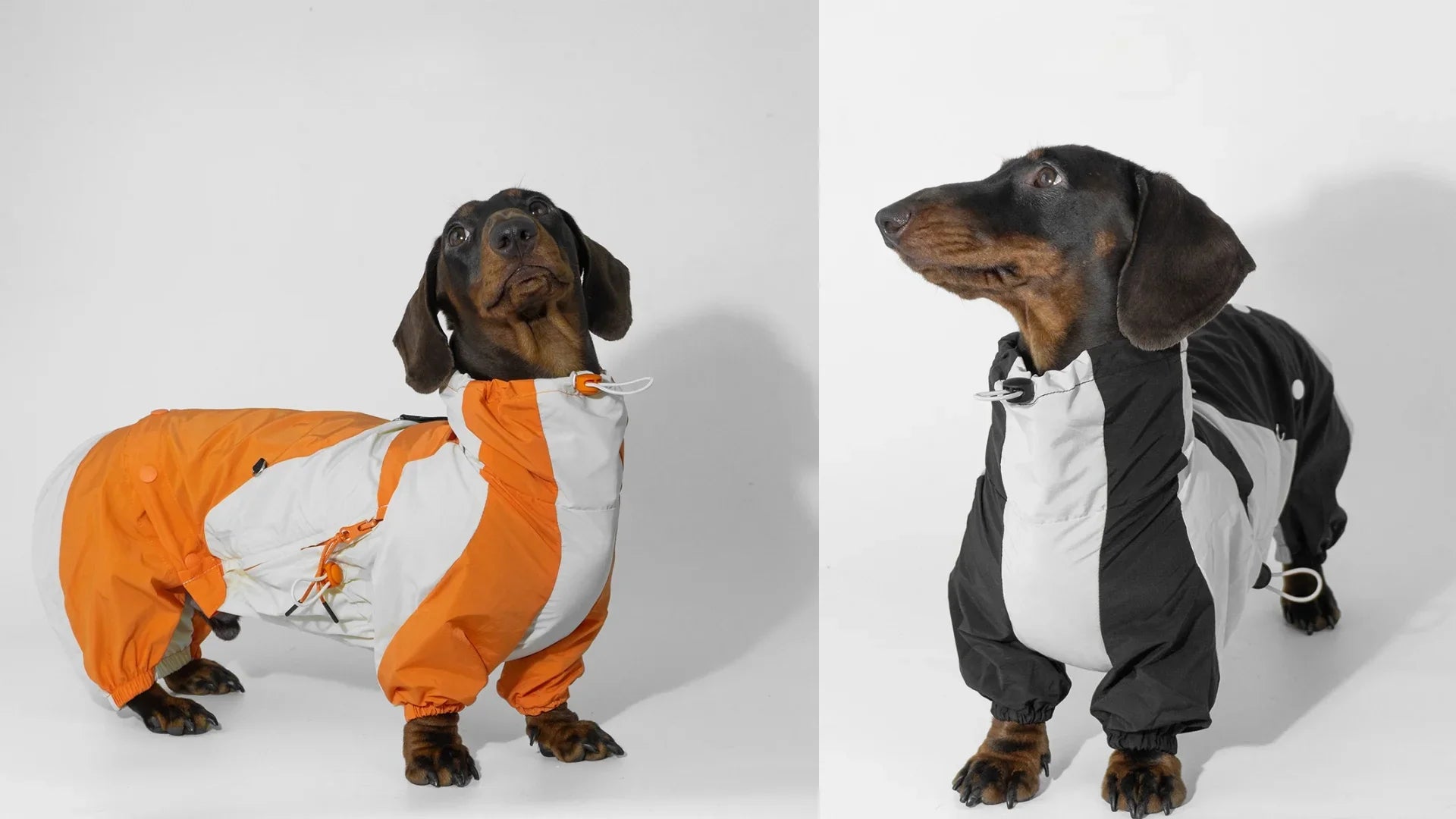 How to Choose the Right Clothes for Dachshunds?