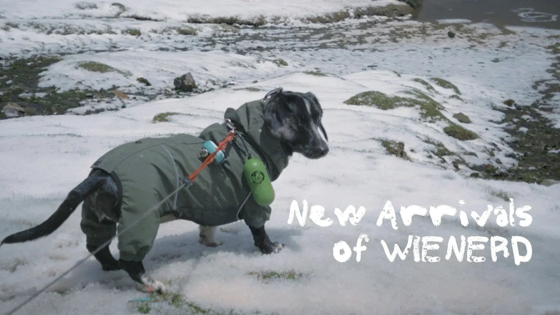 Just Launched: Dachshund Jacket & Cozy Waffle Onesie