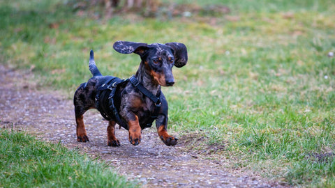 Miniature Dachshund vs Standard Dachshund: Differences, Temperament