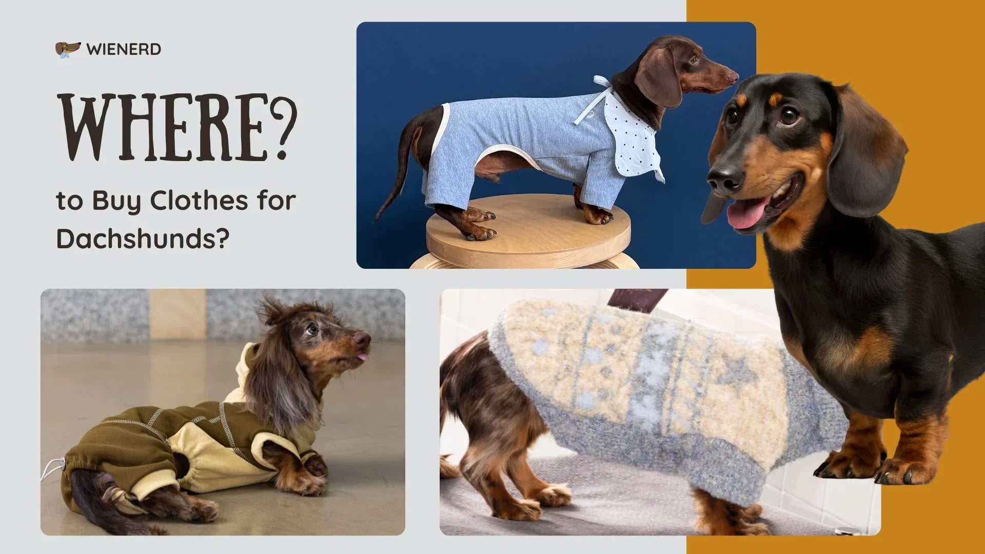 Where to Buy Clothes for Dachshunds? – Best Outfits for Wiener Dogs