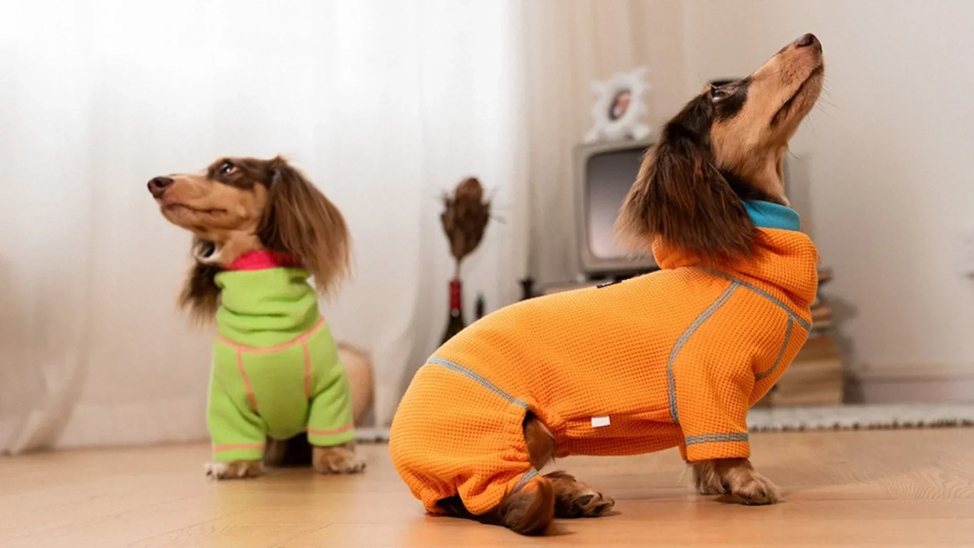 Why Are Dachshunds So Stubborn?