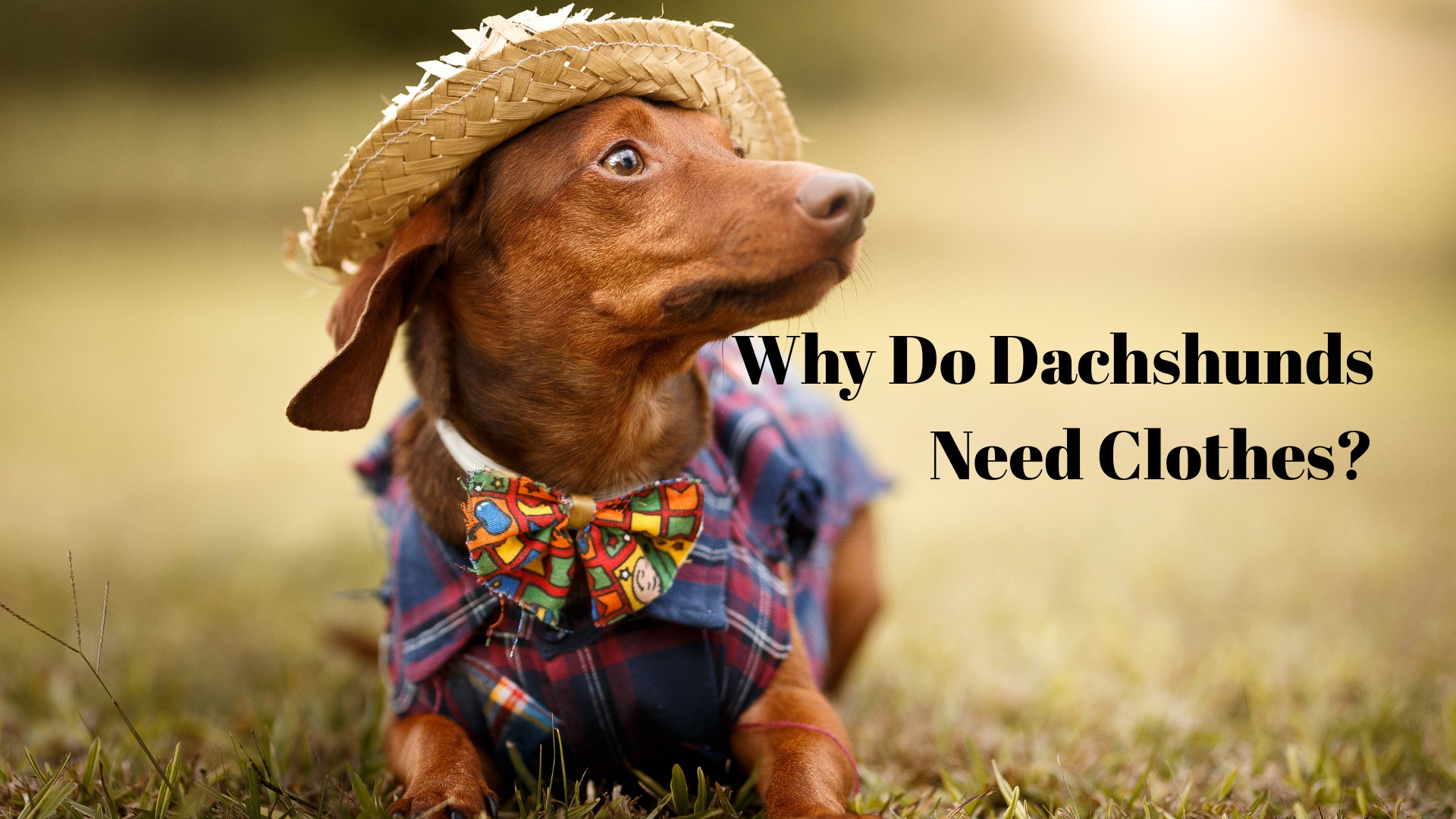 Why Do Dachshunds Need Clothes?