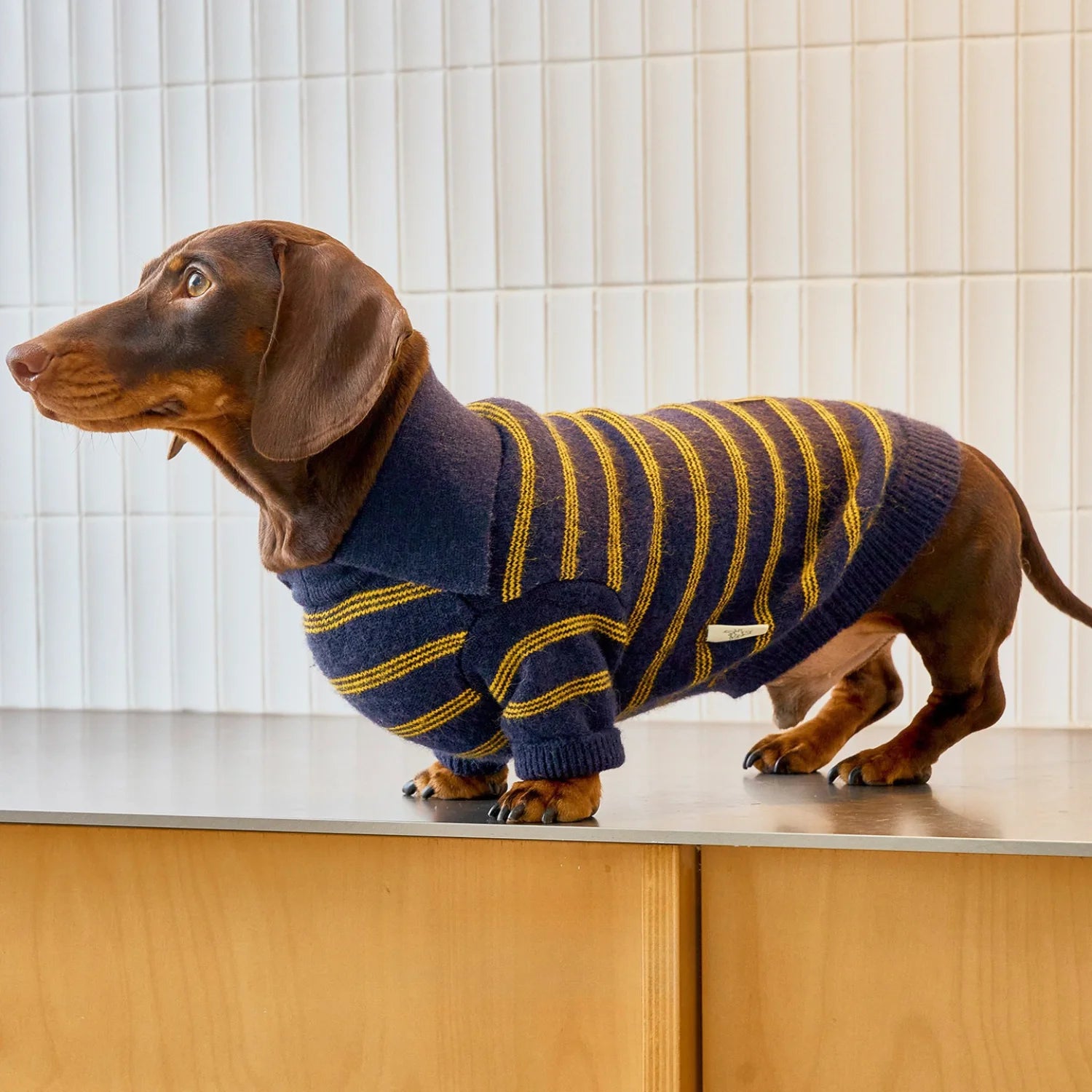 Blue Yellow Striped Polo Sweater for Dachshunds
