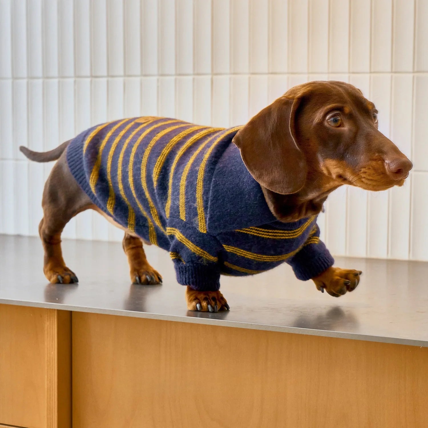 Blue Yellow Striped Polo Sweater for Dachshunds
