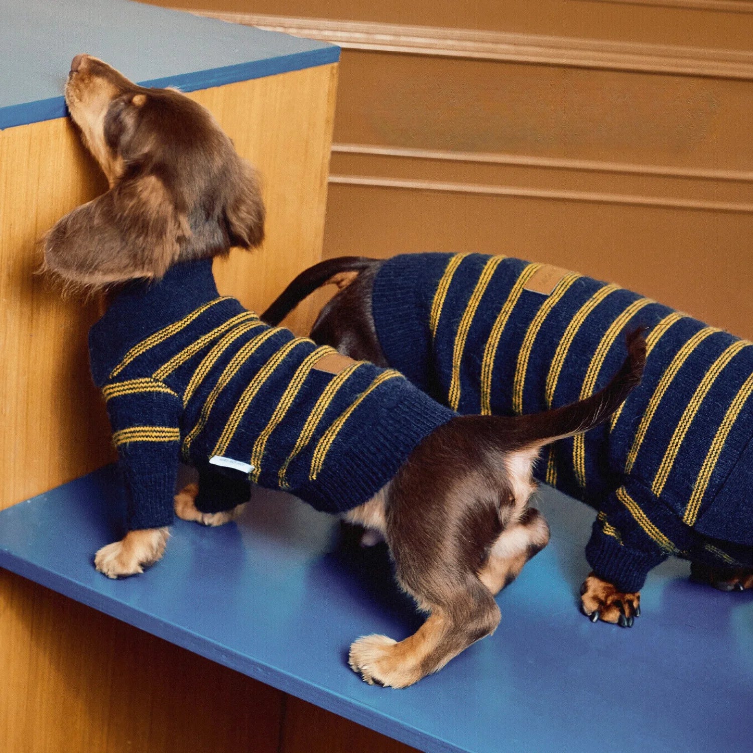 Blue Yellow Striped Polo Sweater for Dachshunds