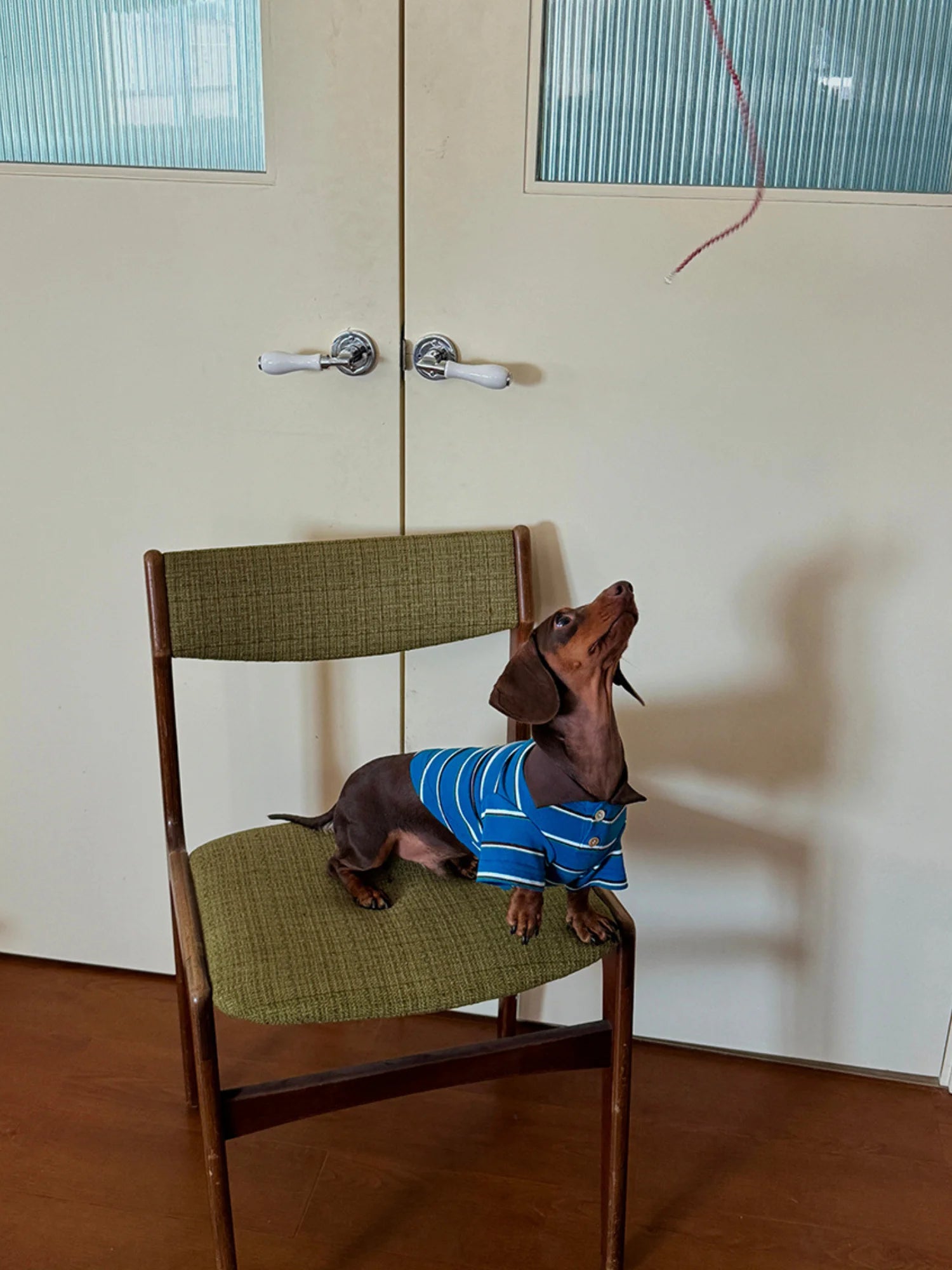 Classic Blue Striped Polo Shirt for Dachshund