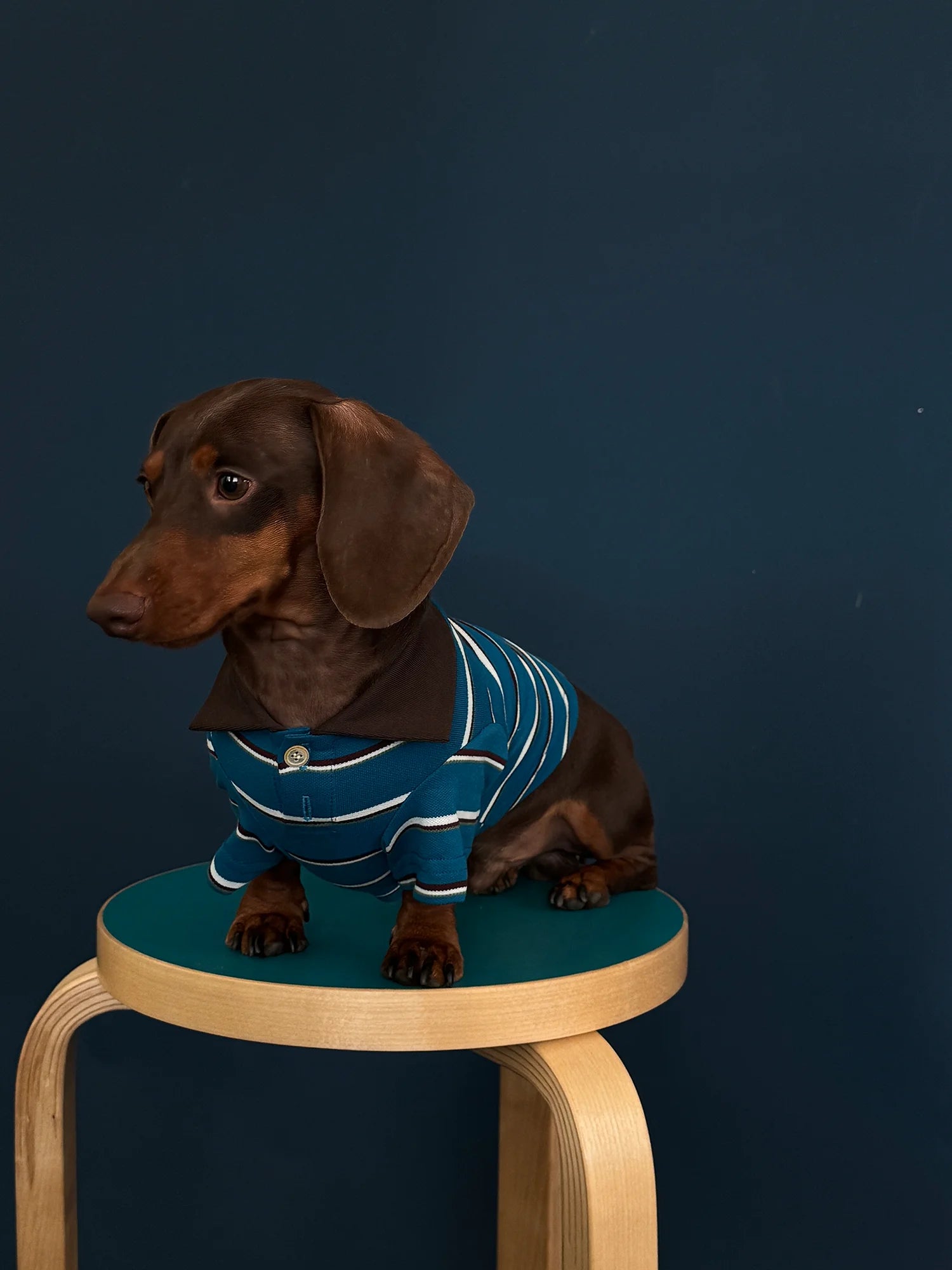 Classic Blue Striped Polo Shirt for Dachshund