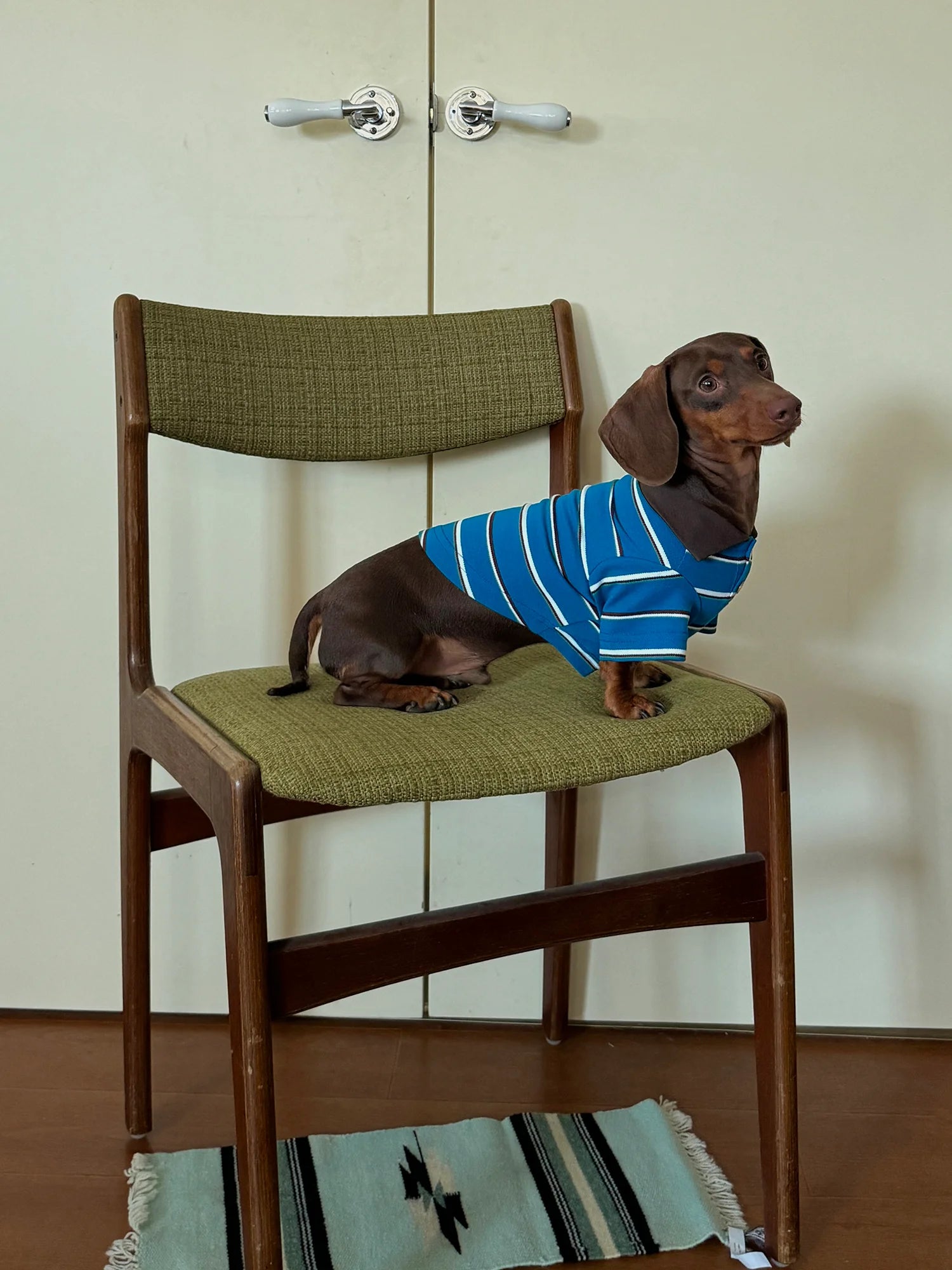 Classic Blue Striped Polo Shirt for Dachshund