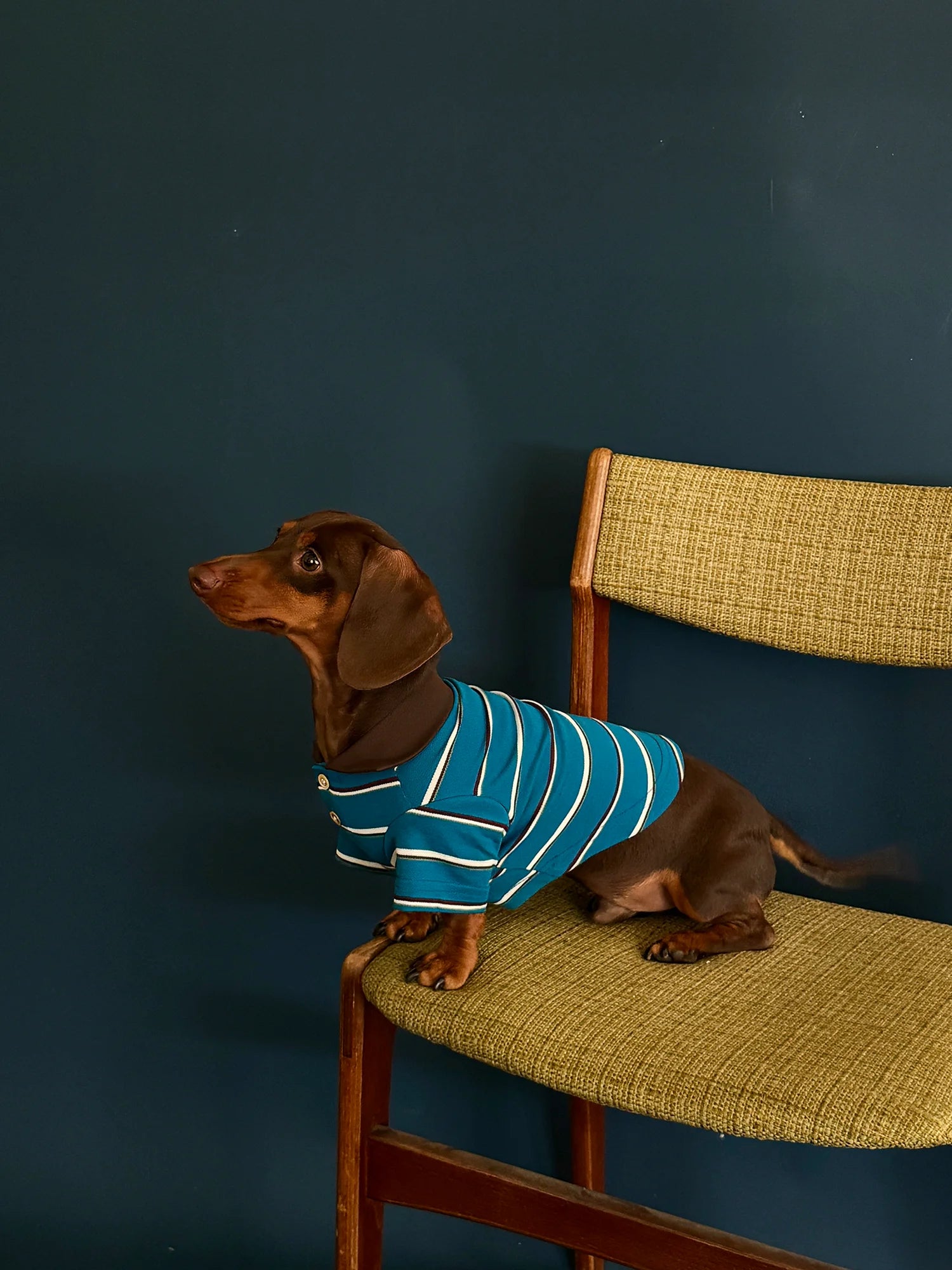 Classic Blue Striped Polo Shirt for Dachshund