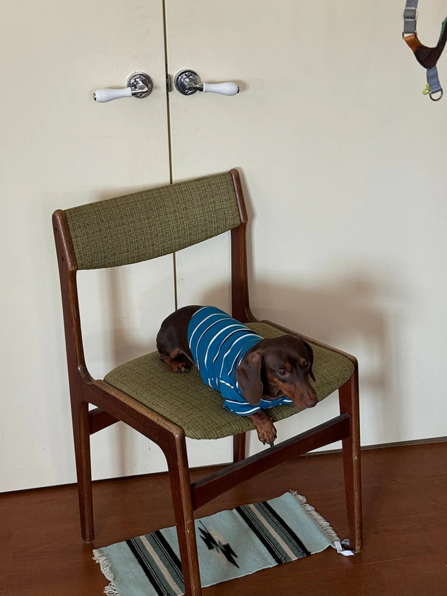 Classic Blue Striped Polo Shirt for Dachshund