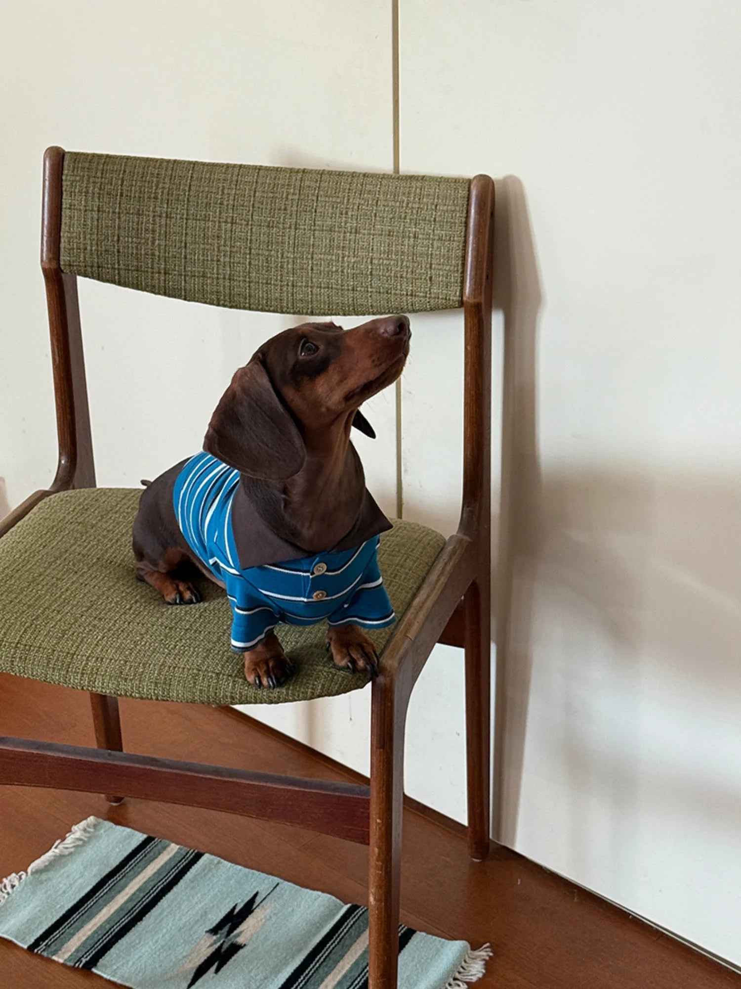 Classic Blue Striped Polo Shirt for Dachshund