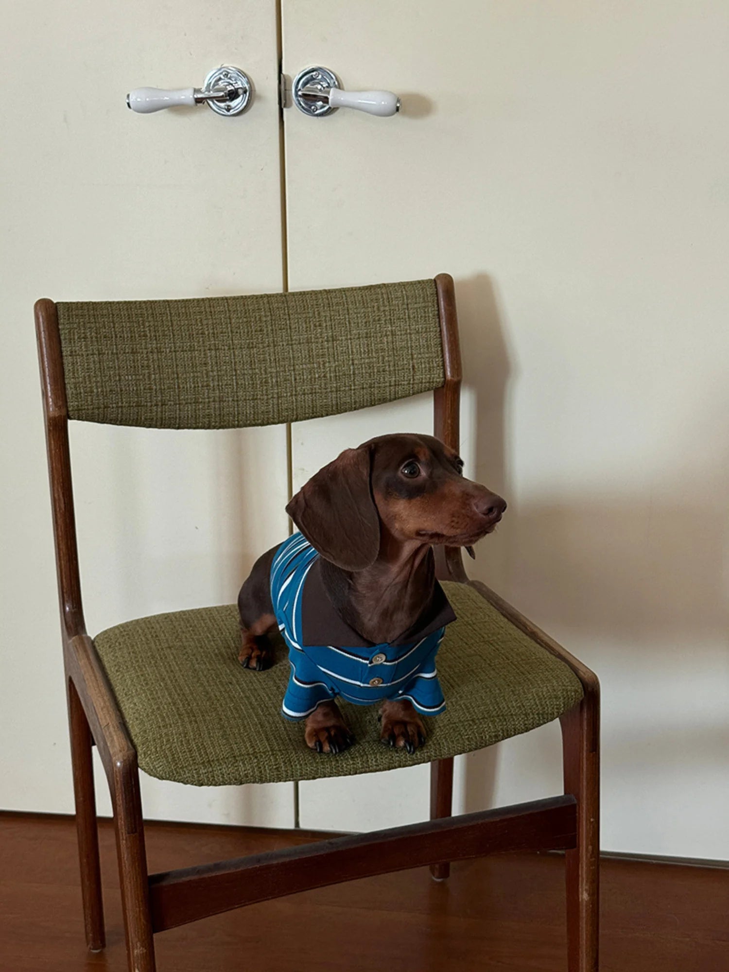 Classic Blue Striped Polo Shirt for Dachshund