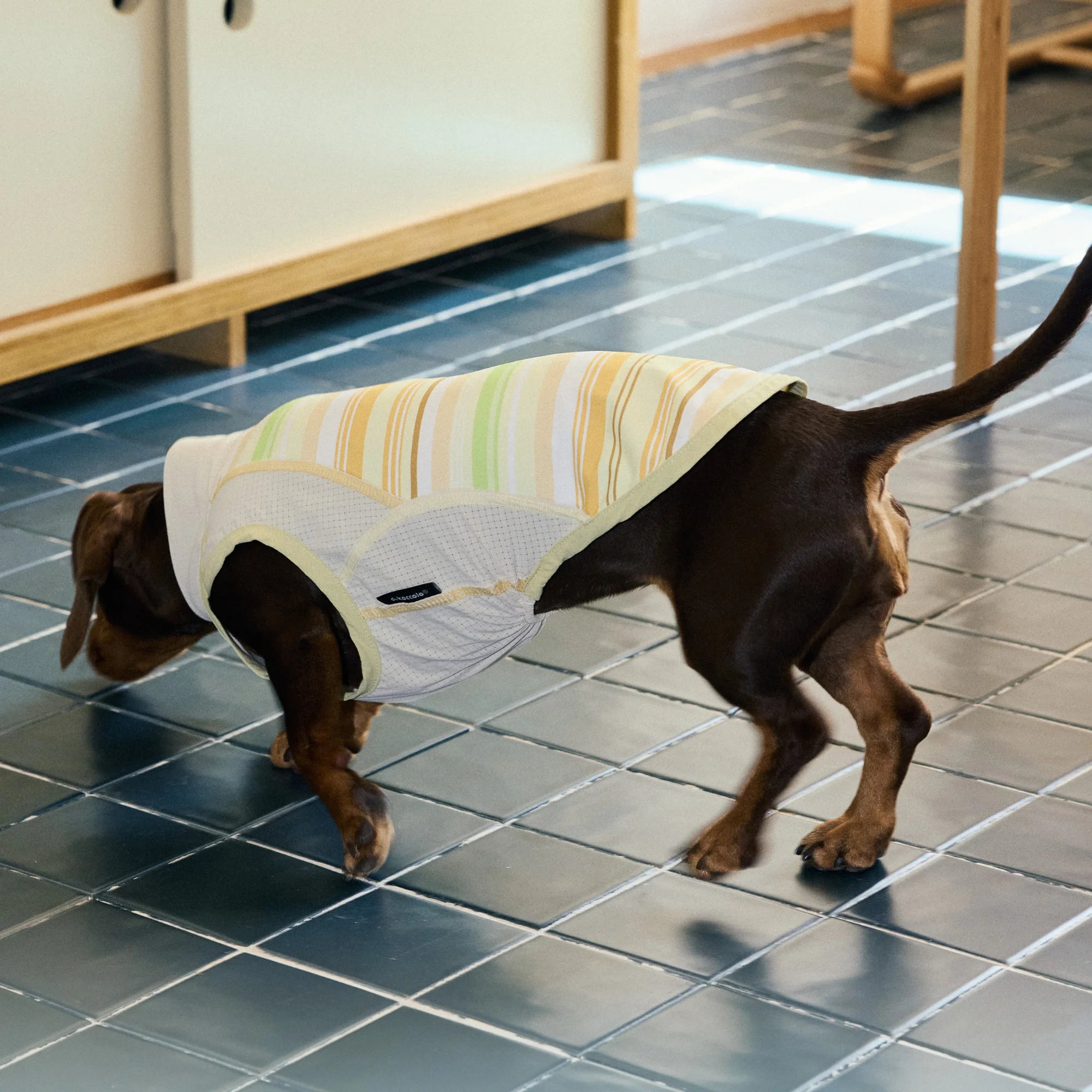 Cooling Striped Thin Tank Top for Dachshunds Summer Sun Protection