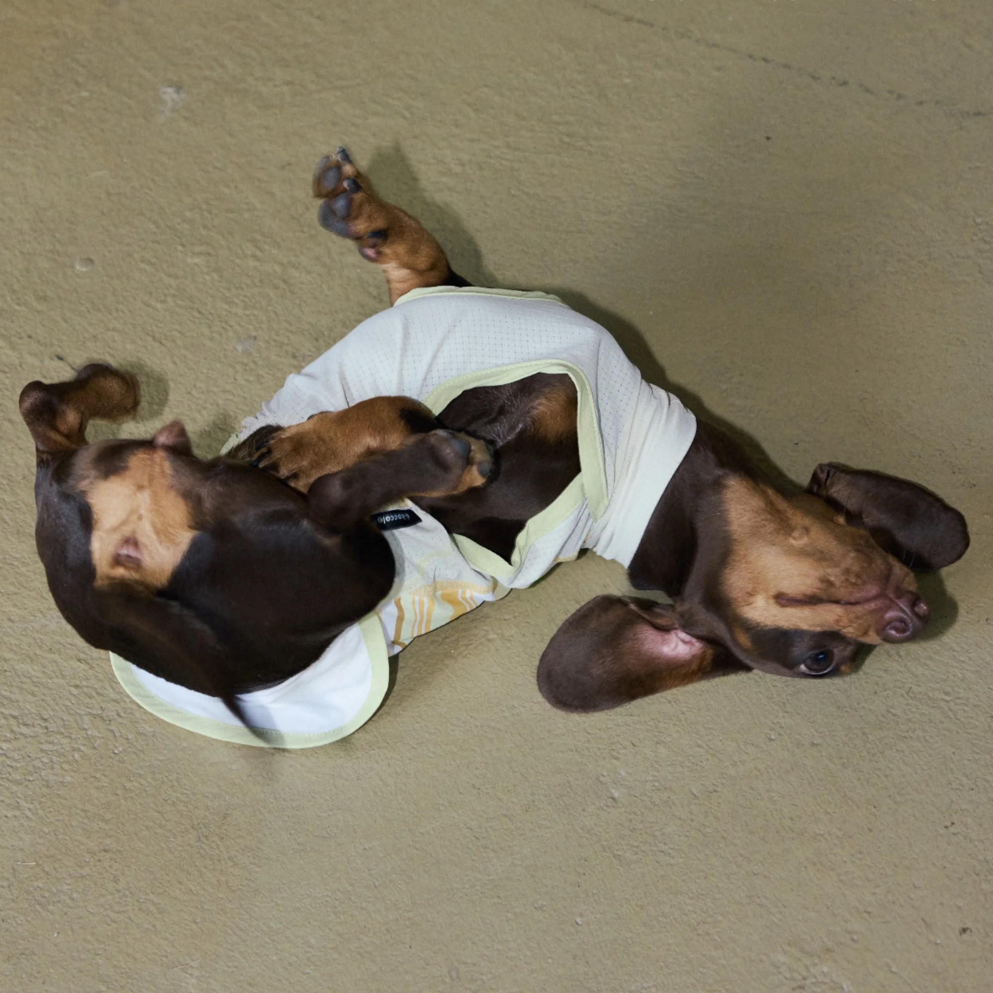 Cooling Striped Thin Tank Top for Dachshunds Summer Sun Protection
