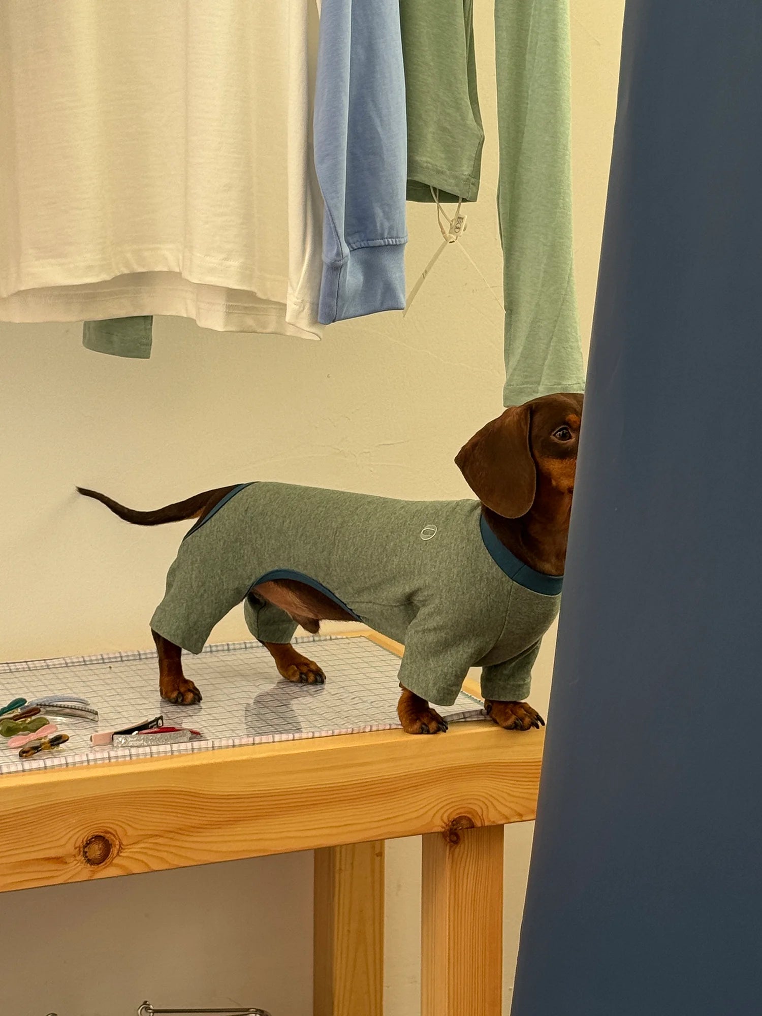 Cotton Basic Solid Color Onesies for Dachshunds