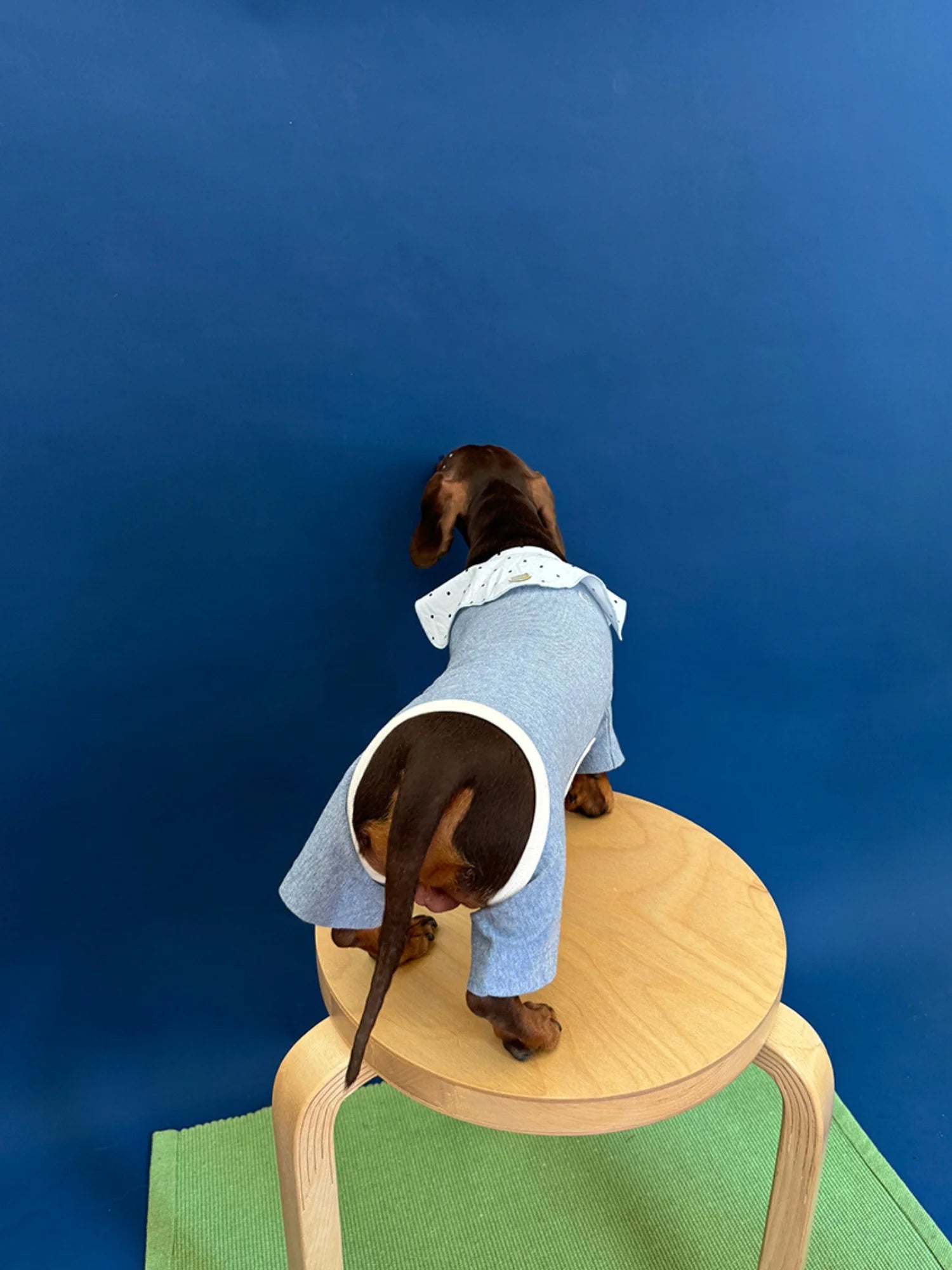 Cotton Basic Solid Color Onesies for Dachshunds
