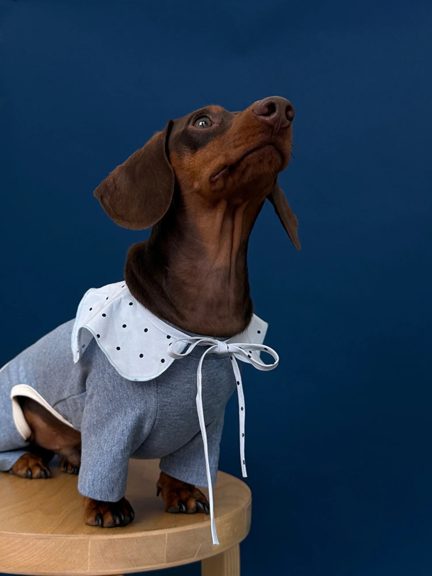 Cotton Basic Solid Color Onesies for Dachshunds