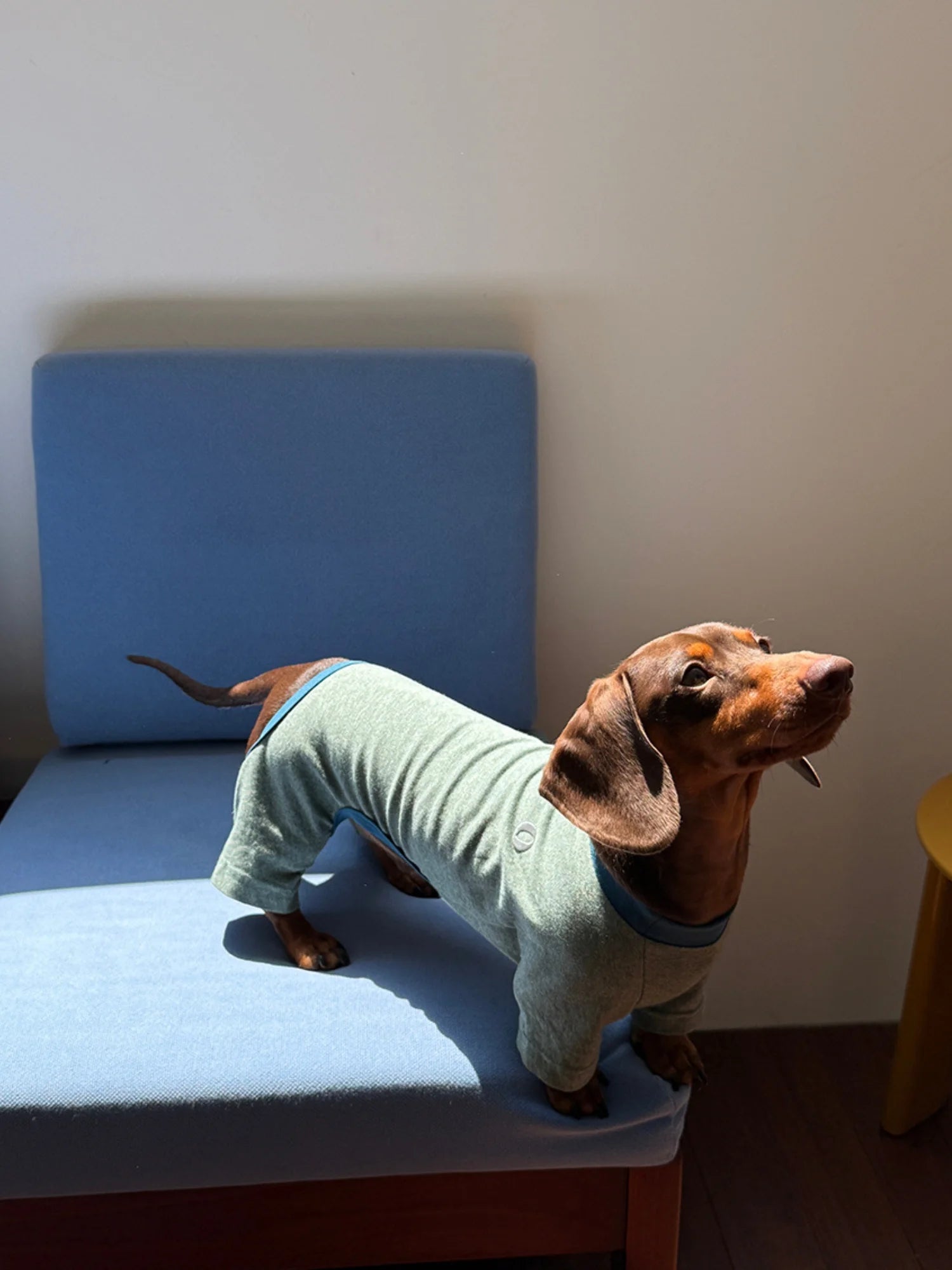 Cotton Basic Solid Color Onesies for Dachshunds