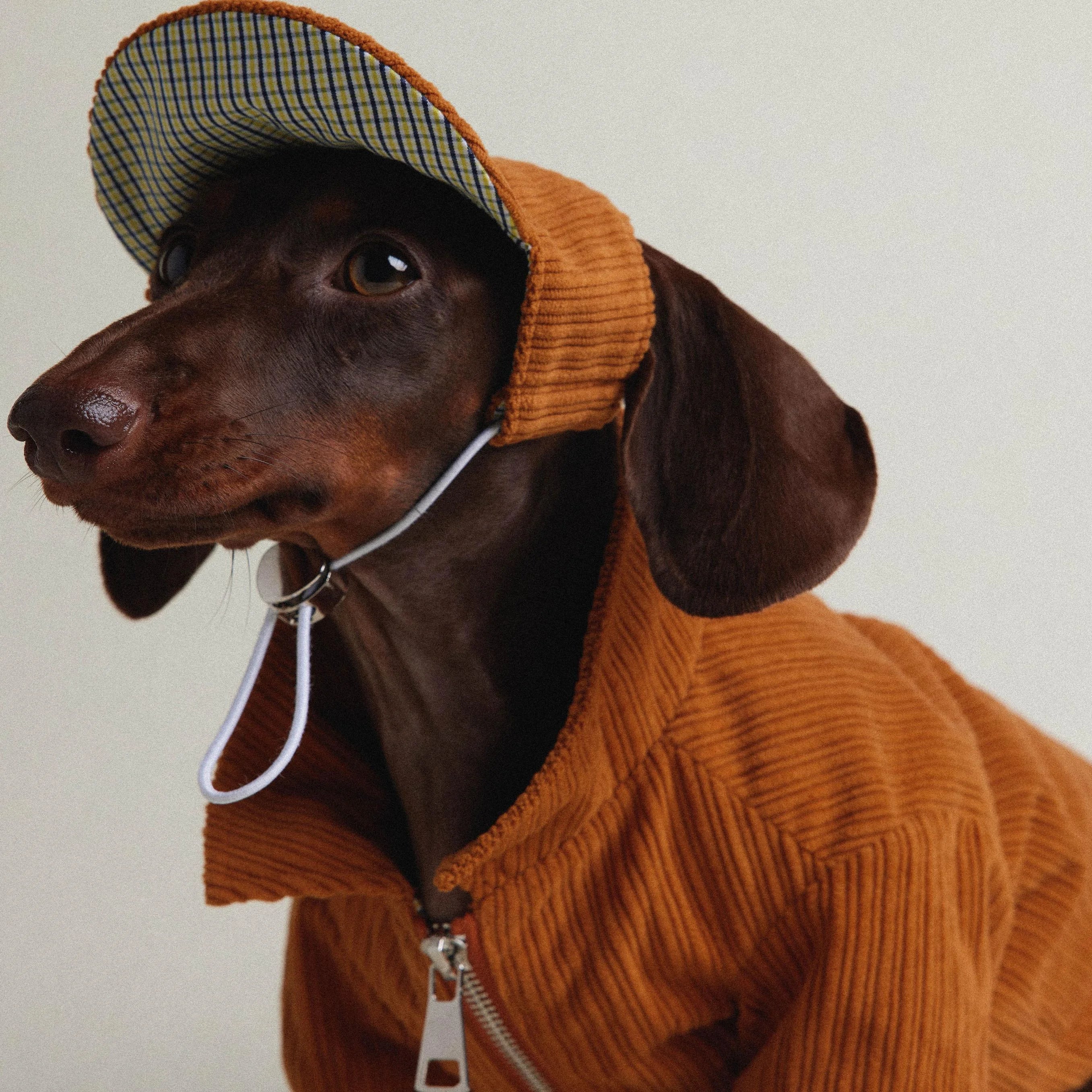 Dachshund Autumn & Winter Maillard Double-Layer Jacket