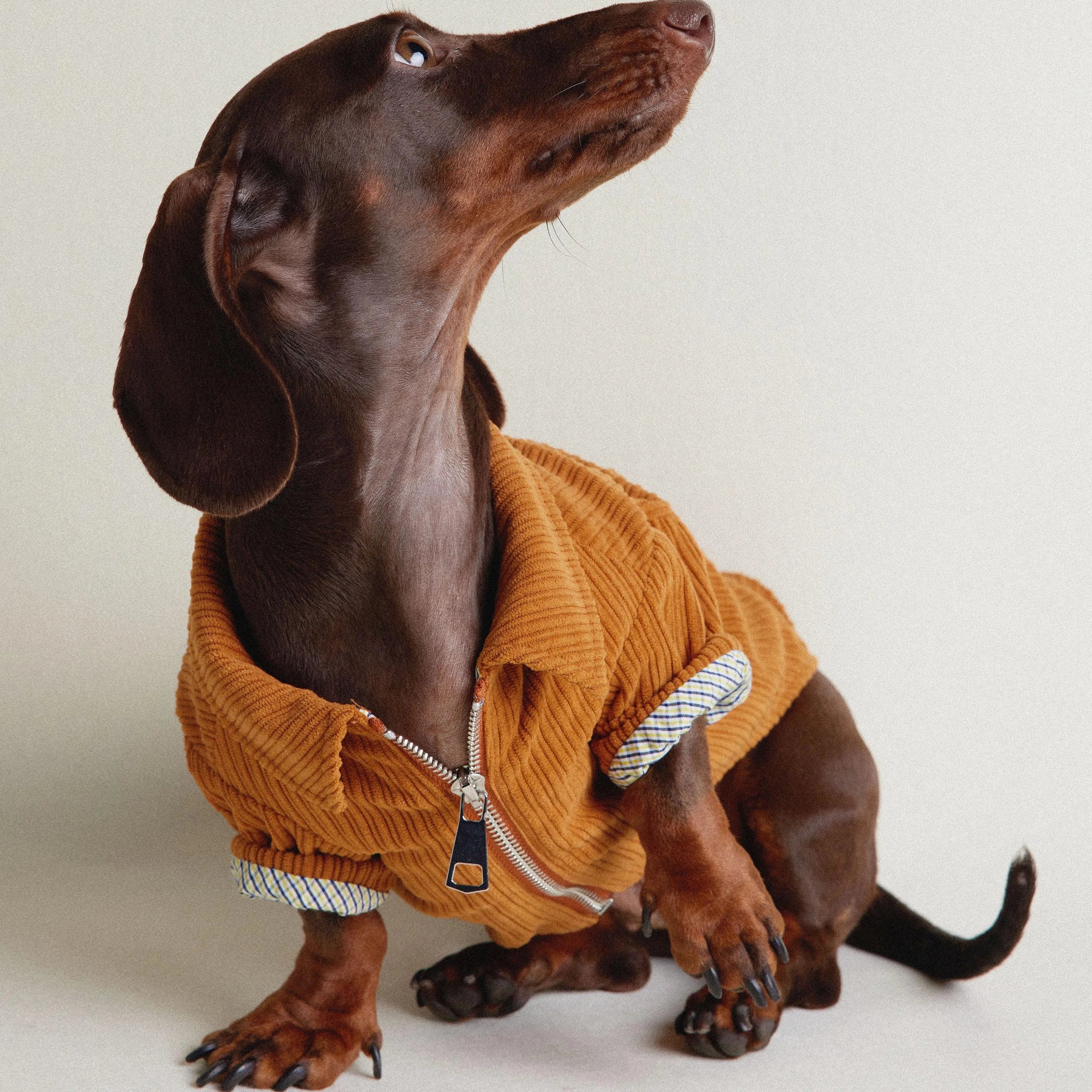 Dachshund Autumn & Winter Maillard Double-Layer Jacket