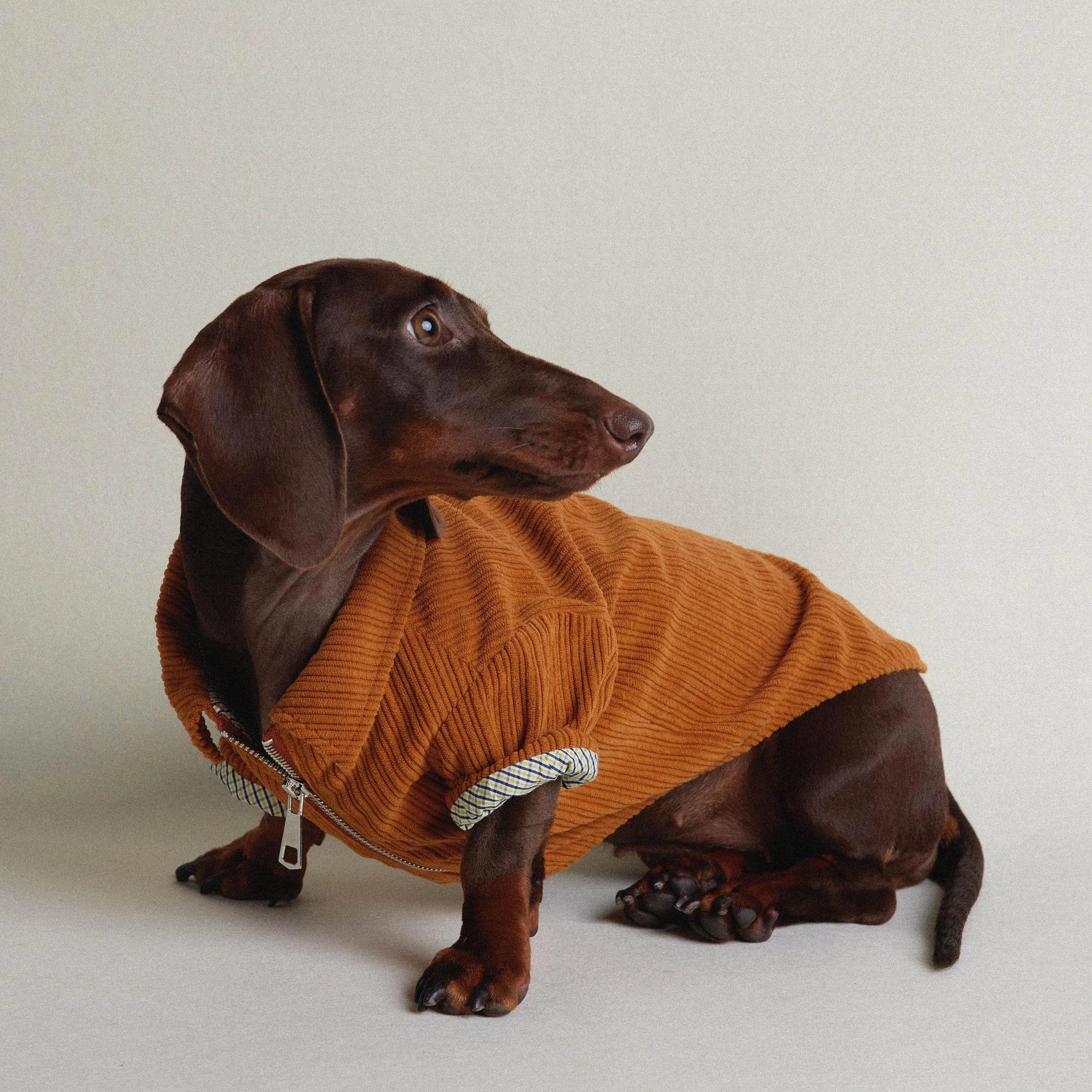 Dachshund Autumn & Winter Maillard Double-Layer Jacket