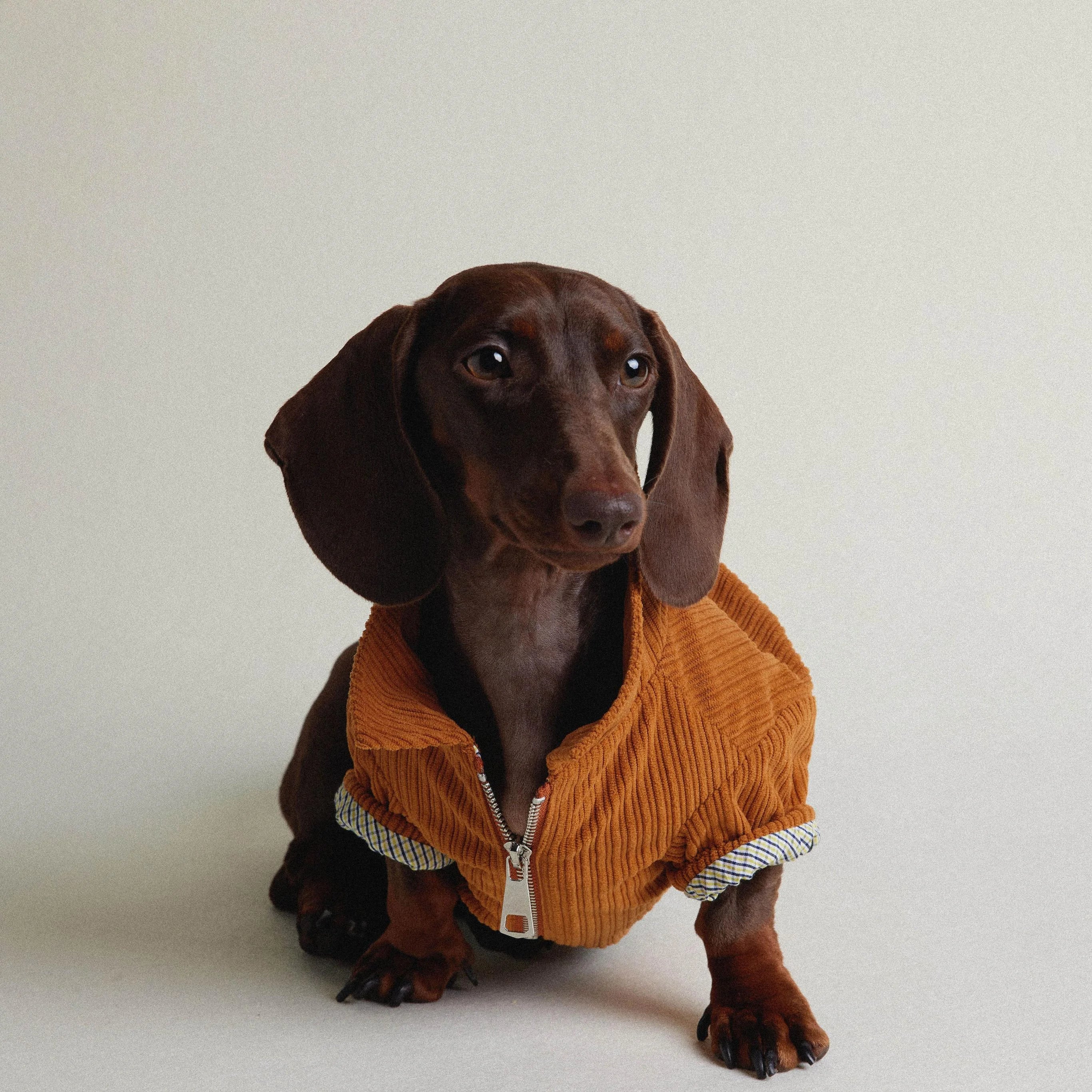 Dachshund Autumn & Winter Maillard Double-Layer Jacket