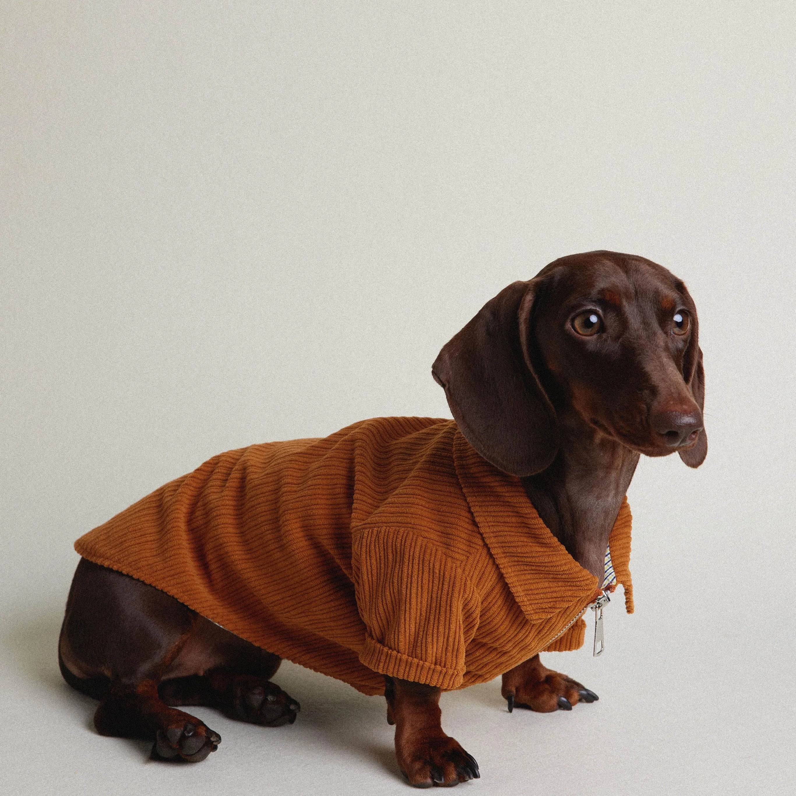 Dachshund Autumn & Winter Maillard Double-Layer Jacket