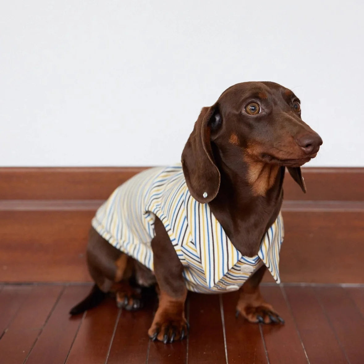 Dachshund Summer Retro Color-Block Striped Polo Shirt