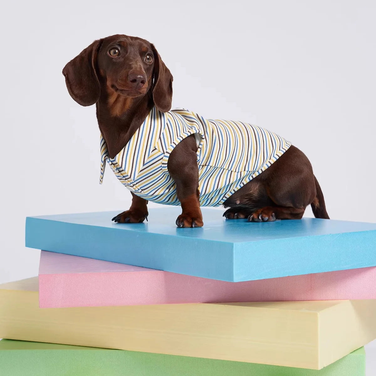 Dachshund Summer Retro Color-Block Striped Polo Shirt