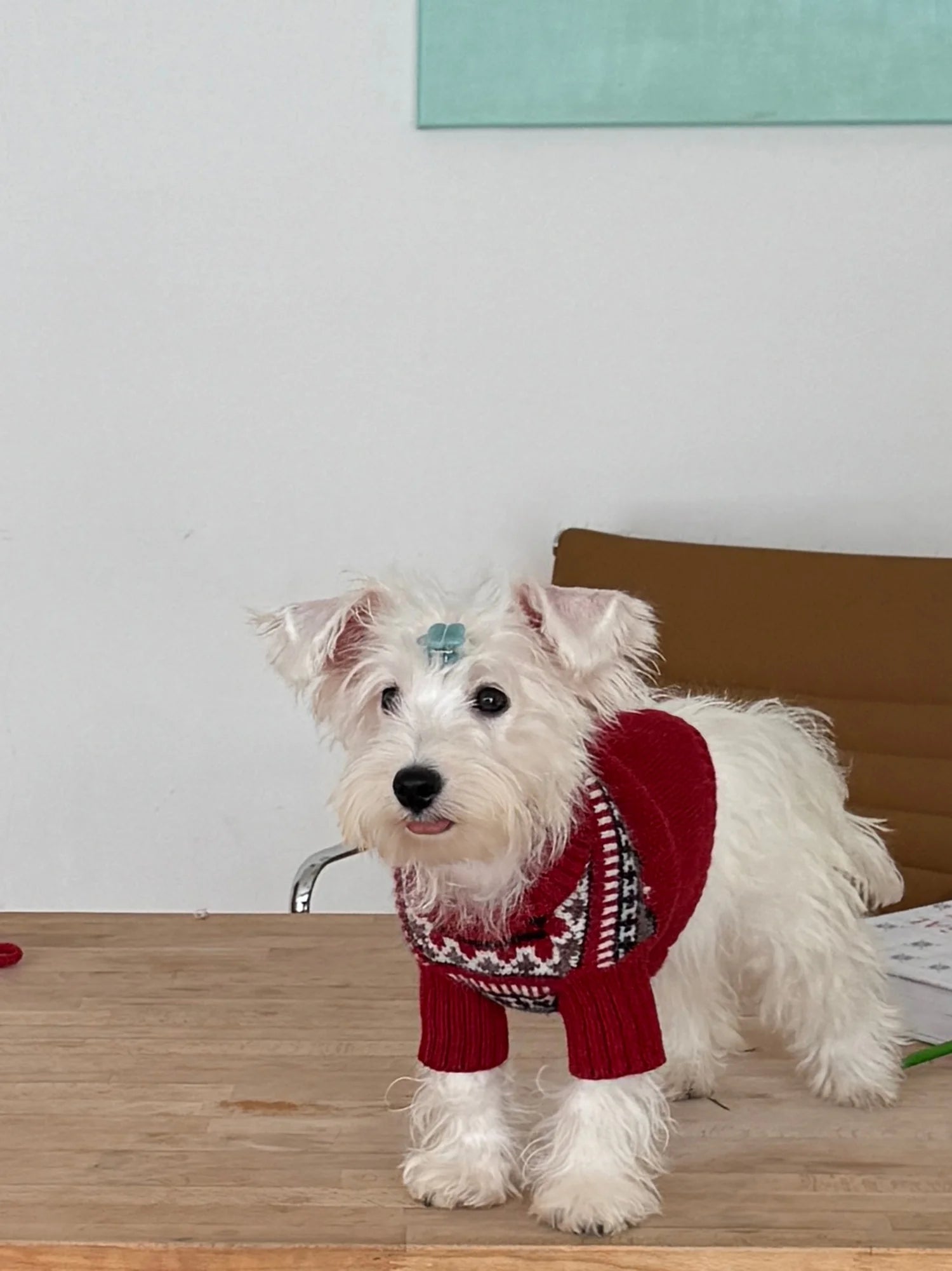 Fair Isle Winter Sweater for Dachshunds & Schnauzers