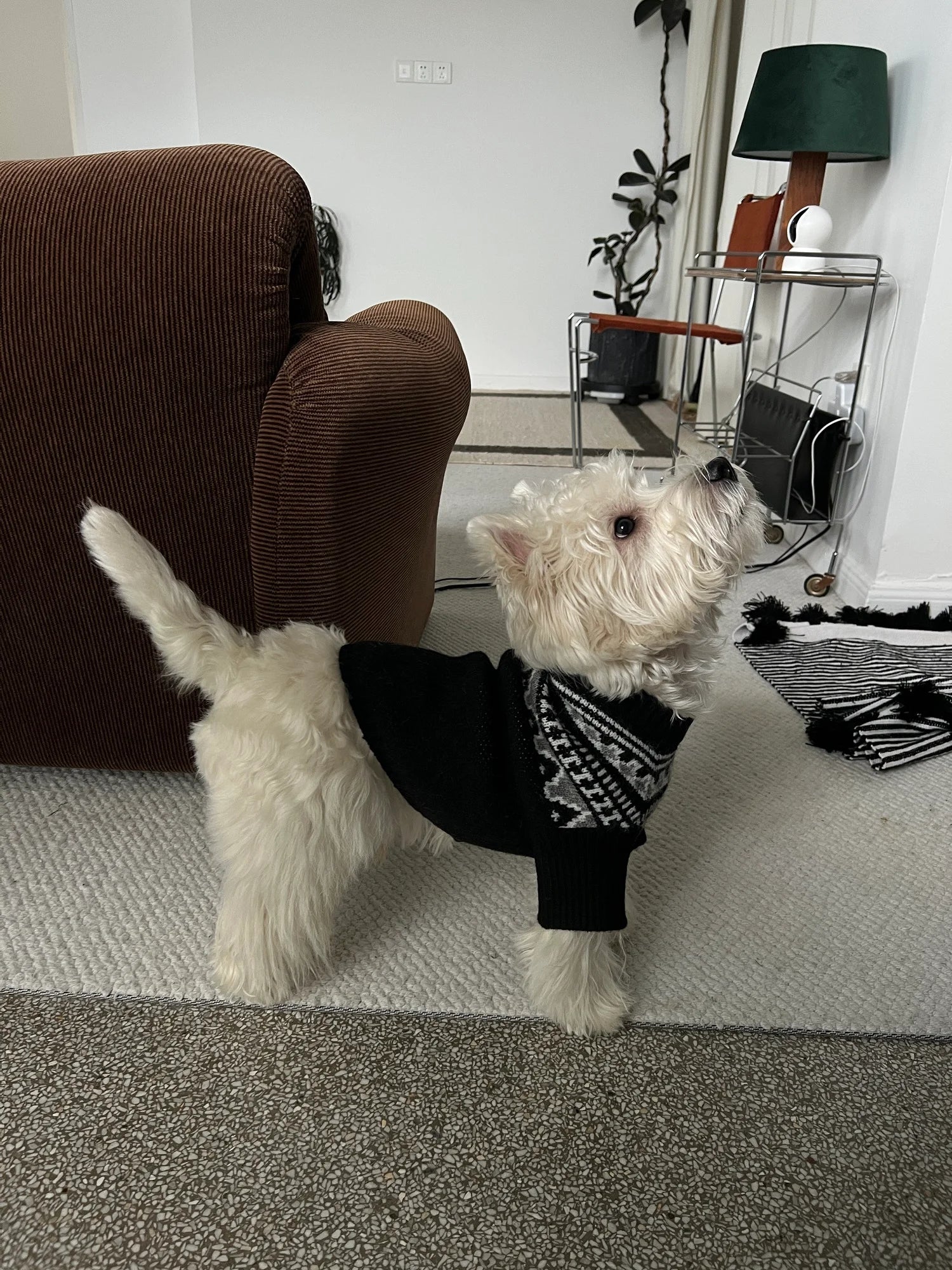 Fair Isle Winter Sweater for Dachshunds & Schnauzers