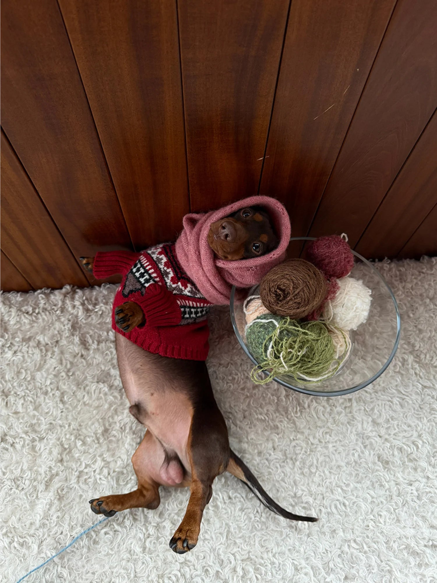 Fair Isle Winter Sweater for Dachshunds & Schnauzers