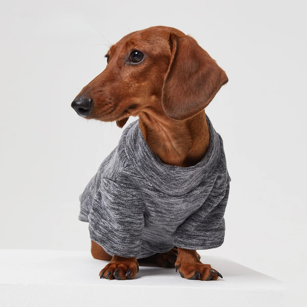 Fleece-Lined Solid Color T-Shirt for Dachshund