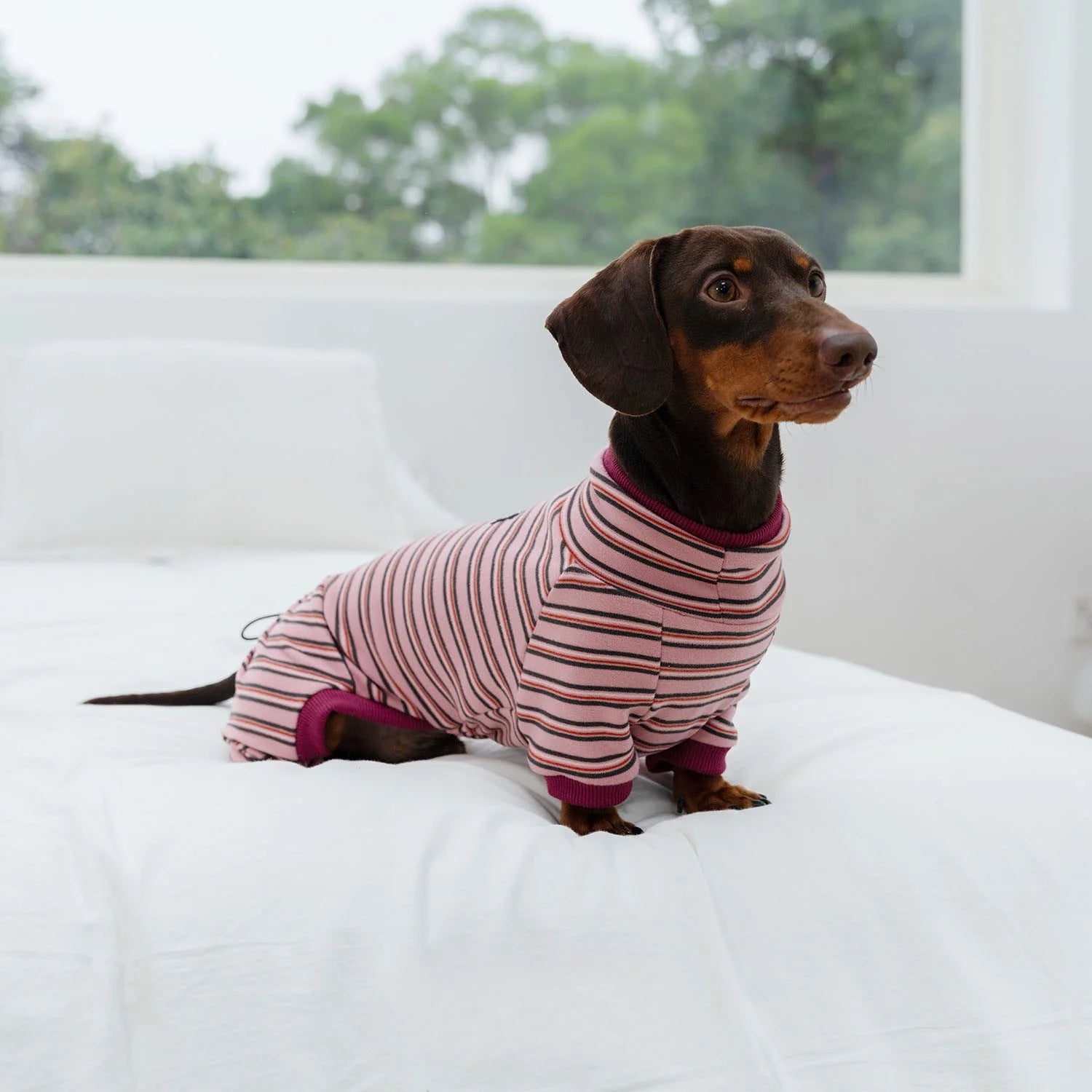 High-Stretch Striped Four-Leg Onesie for Dachshunds - Pink