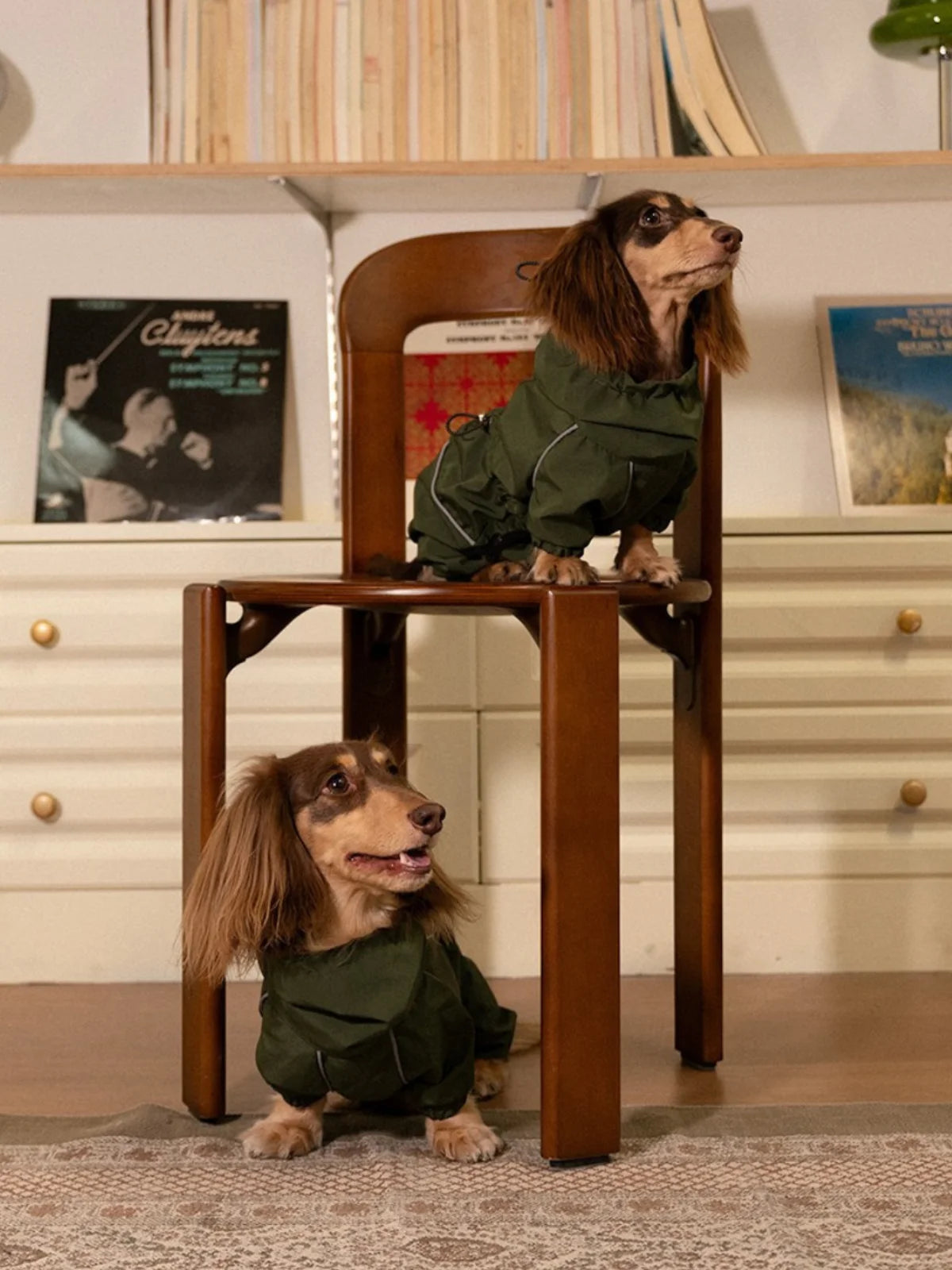 Jackets for Dachshunds