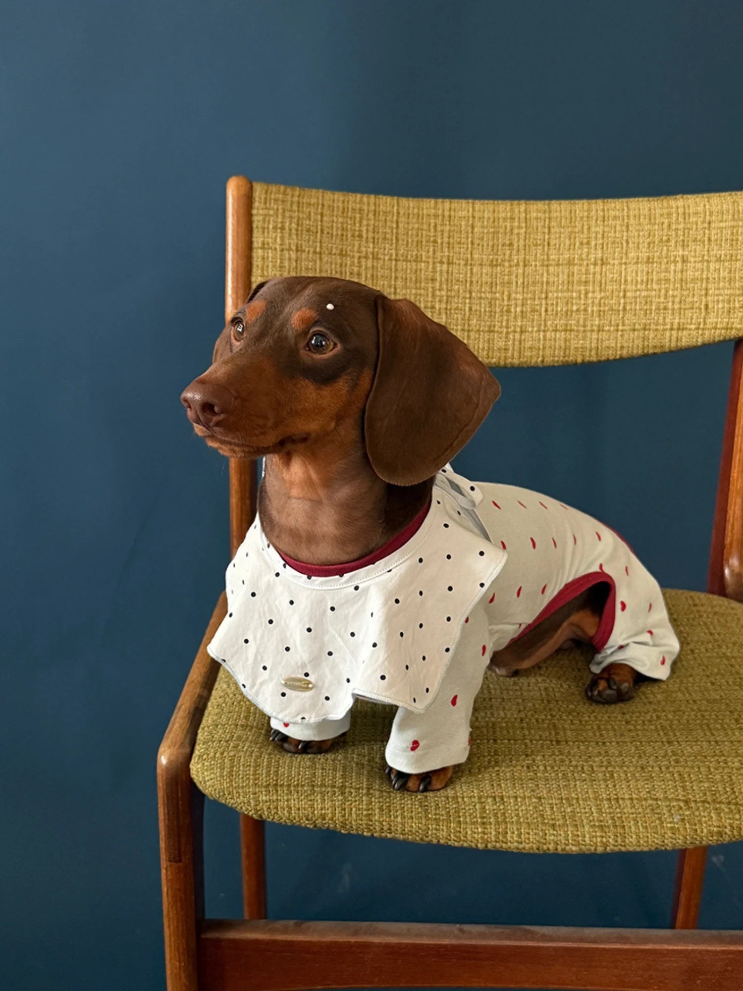 Light Blue Heart Onesie Pajama for Dachshund