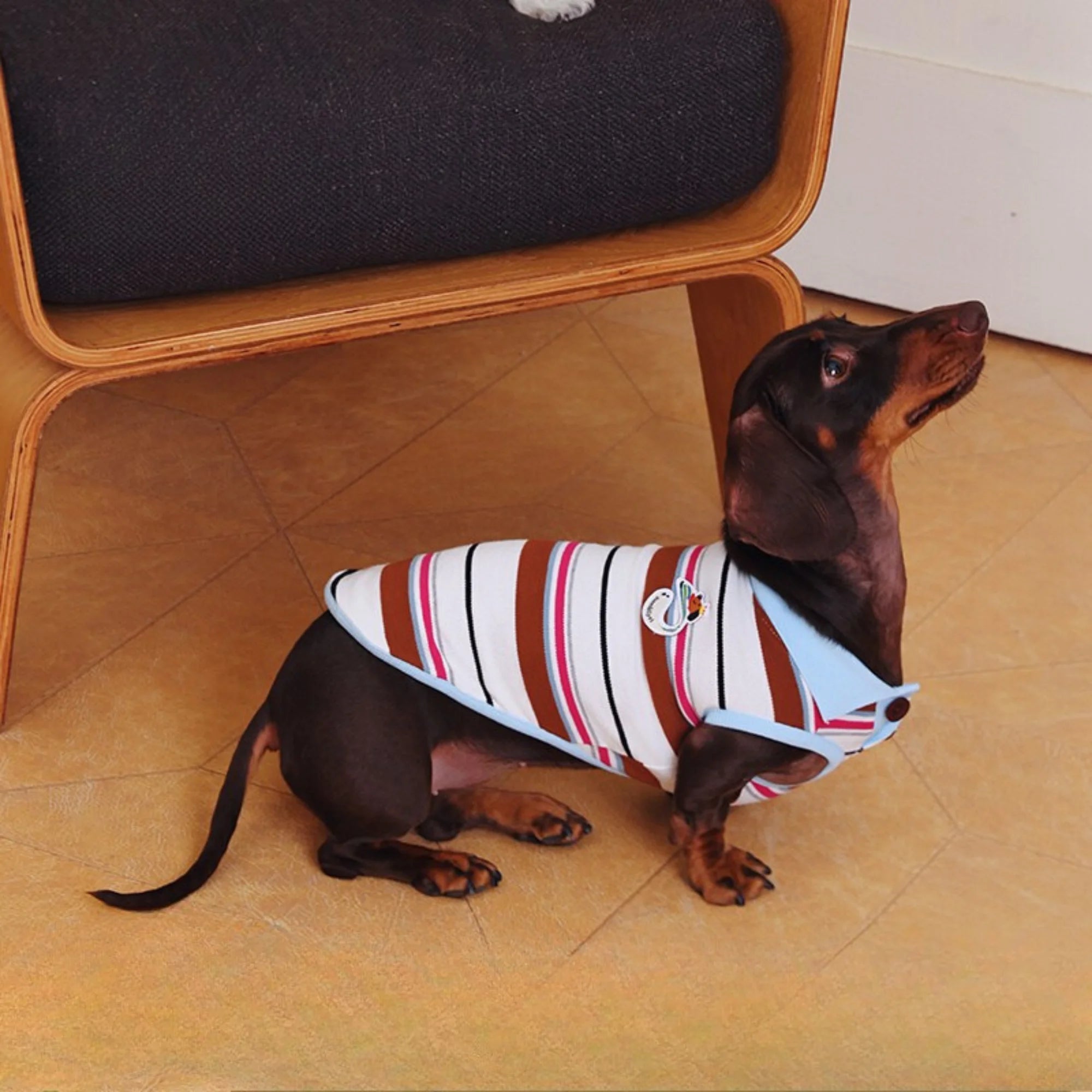 Matching Striped Polo Shirt for Wiener & Parents
