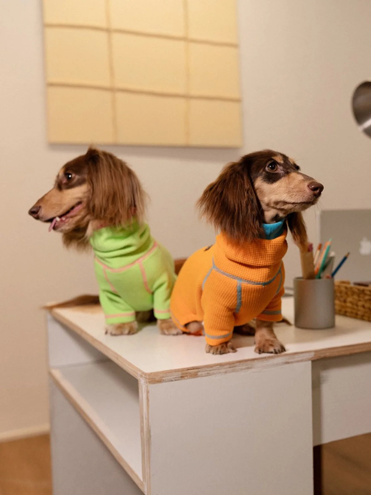 Onesies for Dachshunds