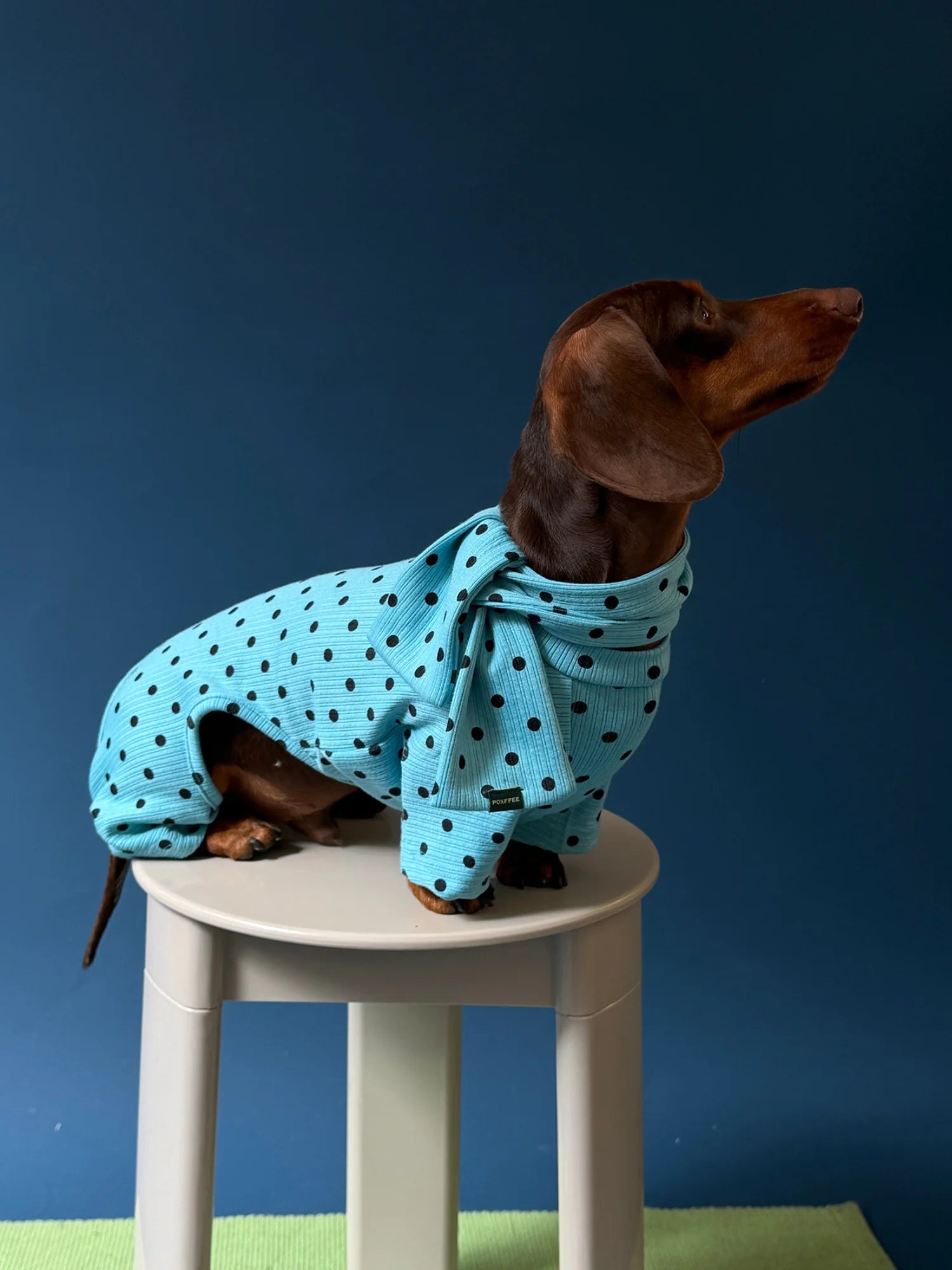 Polka Dot Onesie with Scarf for Dachshunds - Blue