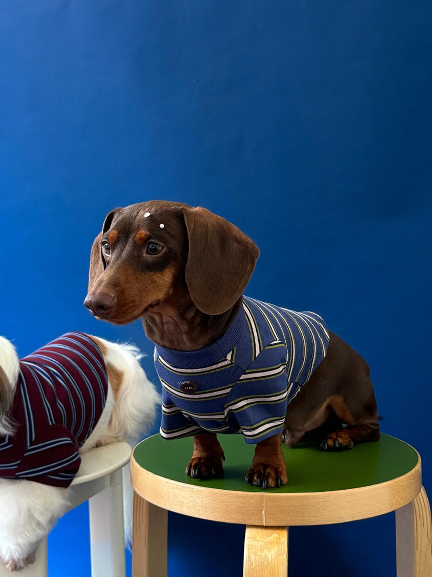 Red Blue Retro Striped T-shirts for Wiener Dog, Westie