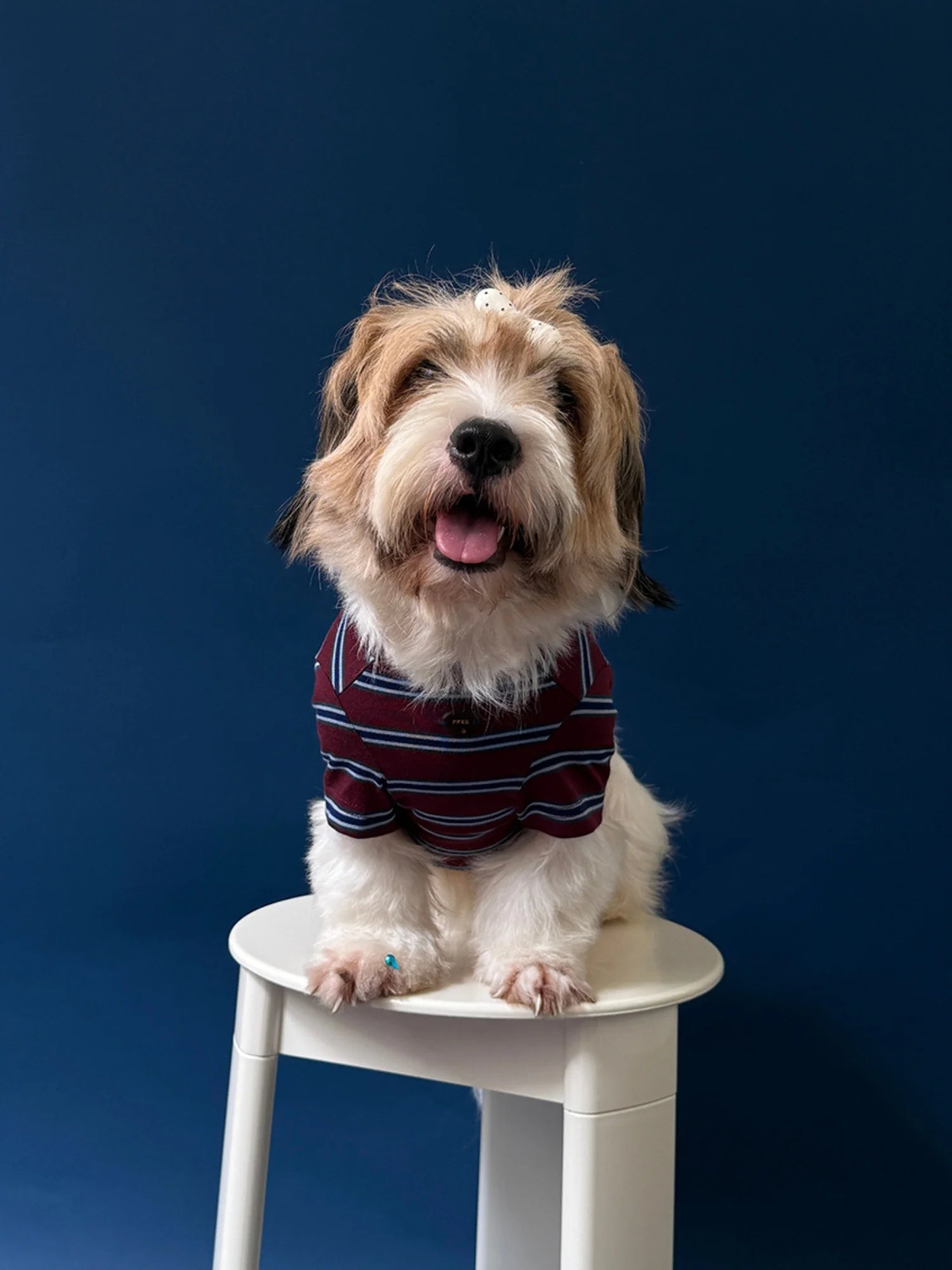 Red Blue Retro Striped T-shirts for Wiener Dog, Westie