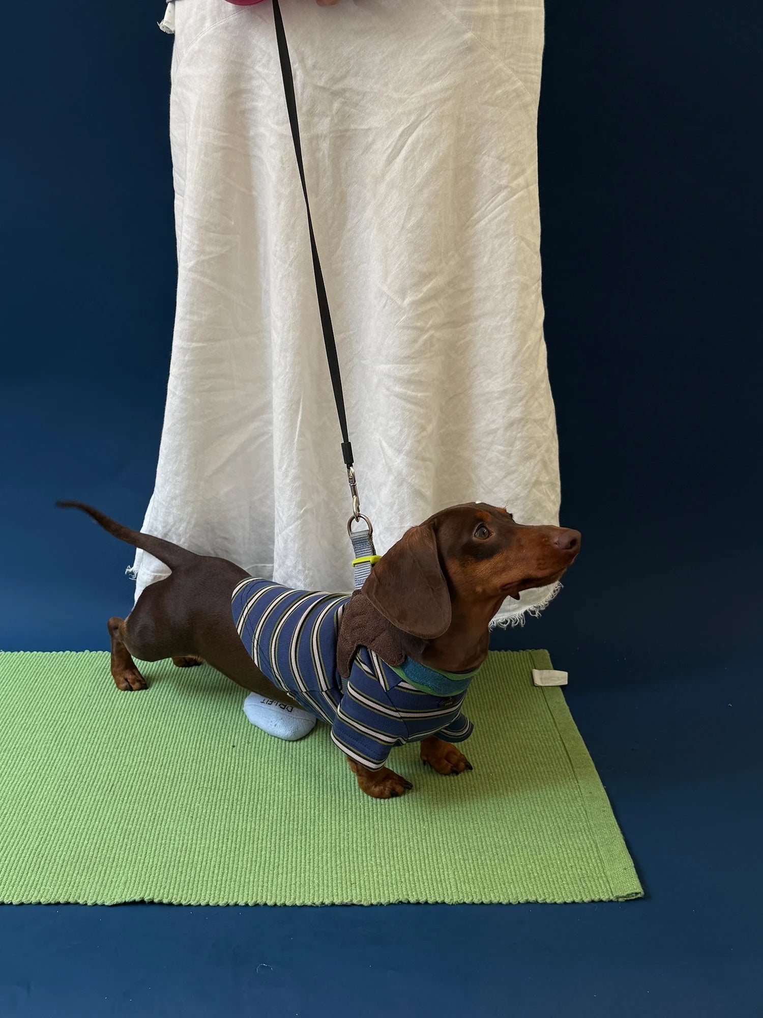 Red Blue Retro Striped T-shirts for Wiener Dog, Westie